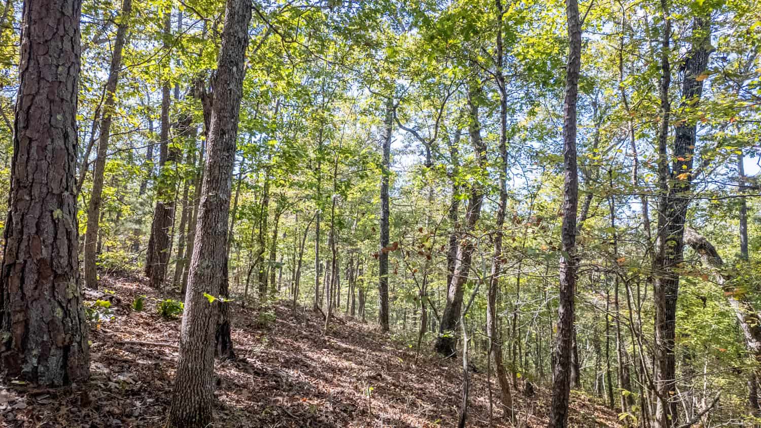 Hunting & Recreational Property | TBD Forrest Drive, Houston, Missouri