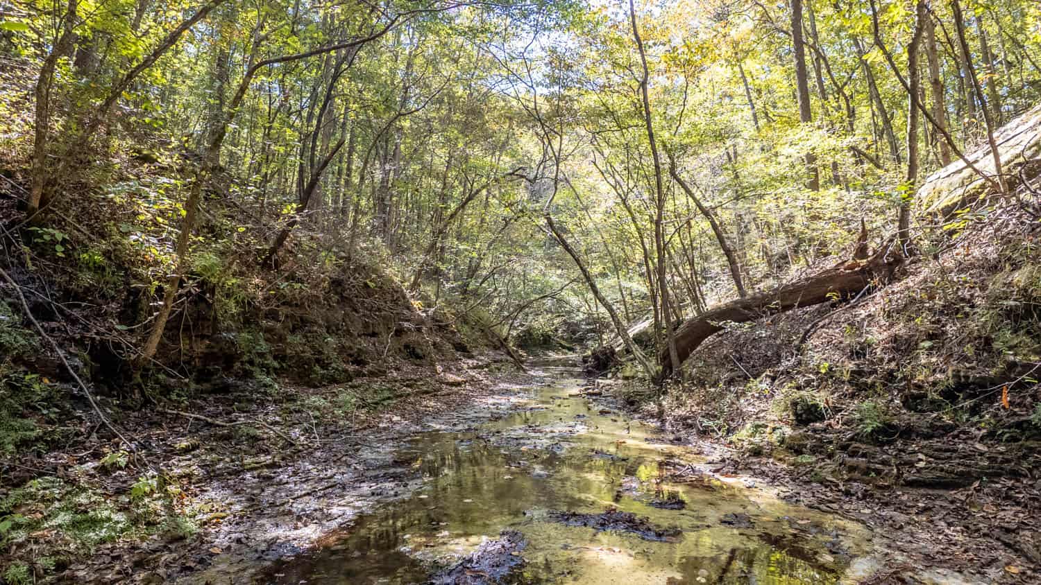 Hunting & Recreational Property | TBD Forrest Drive, Houston, Missouri