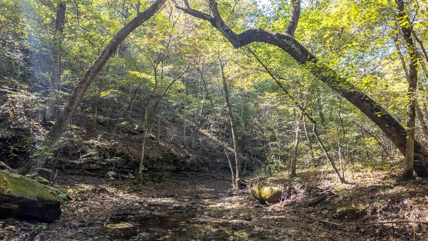 Hunting & Recreational Property | TBD Forrest Drive, Houston, Missouri