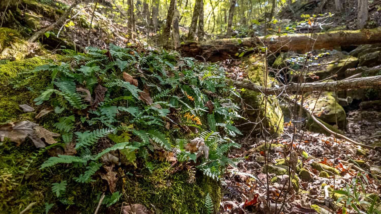 Hunting & Recreational Property | TBD Forrest Drive, Houston, Missouri