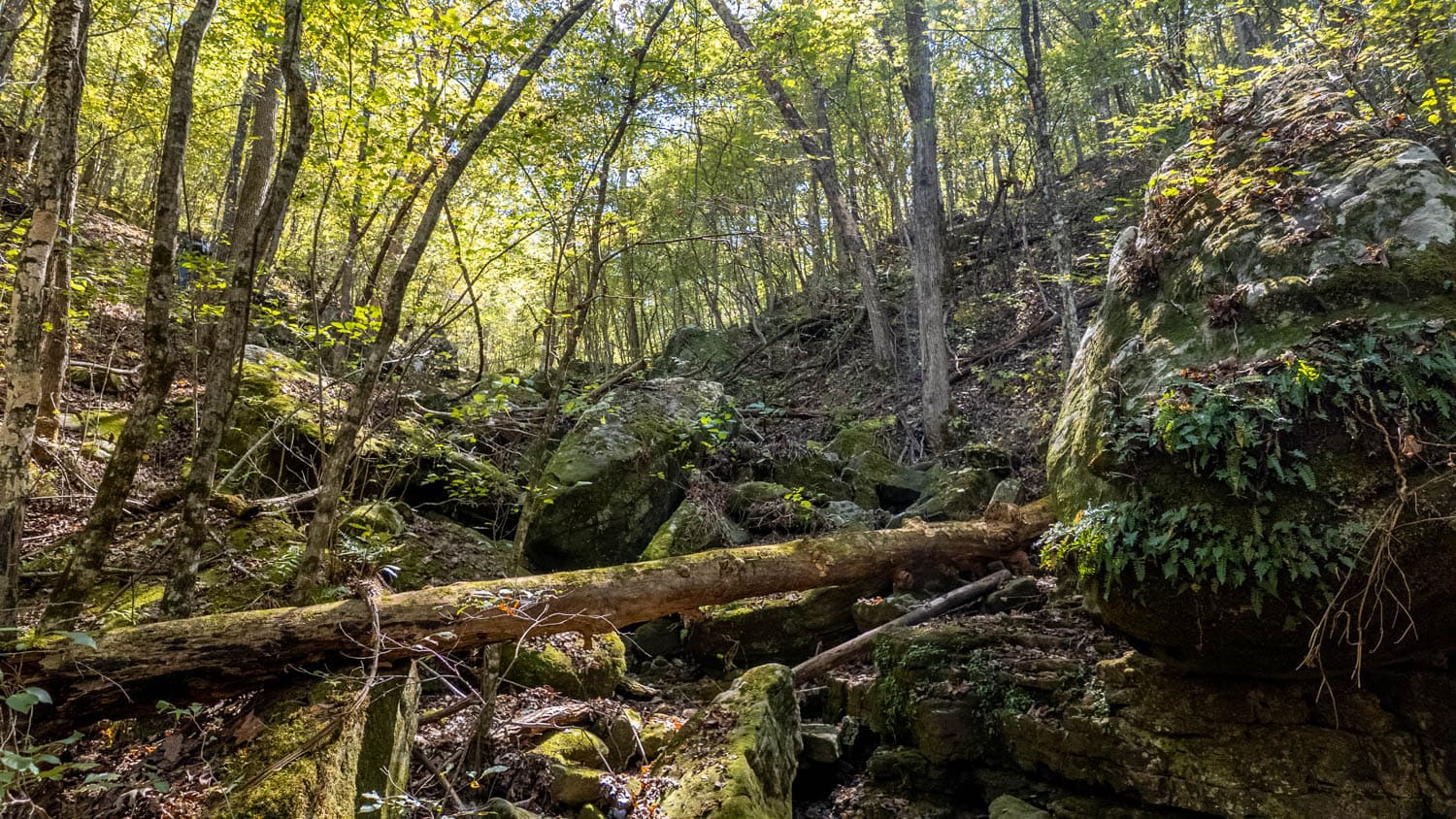 Hunting & Recreational Property | TBD Forrest Drive, Houston, Missouri