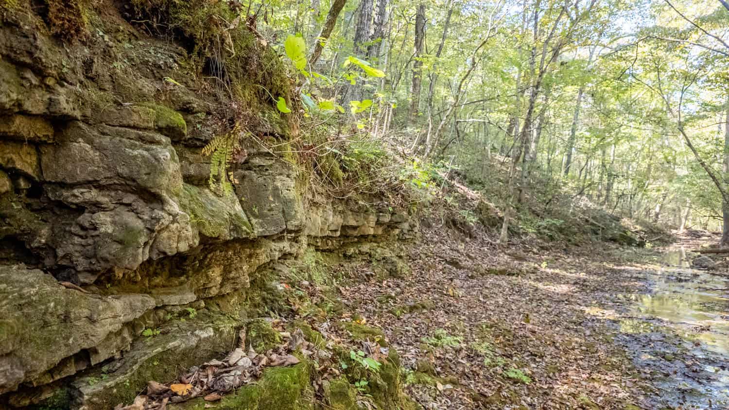 Hunting & Recreational Property | TBD Forrest Drive, Houston, Missouri