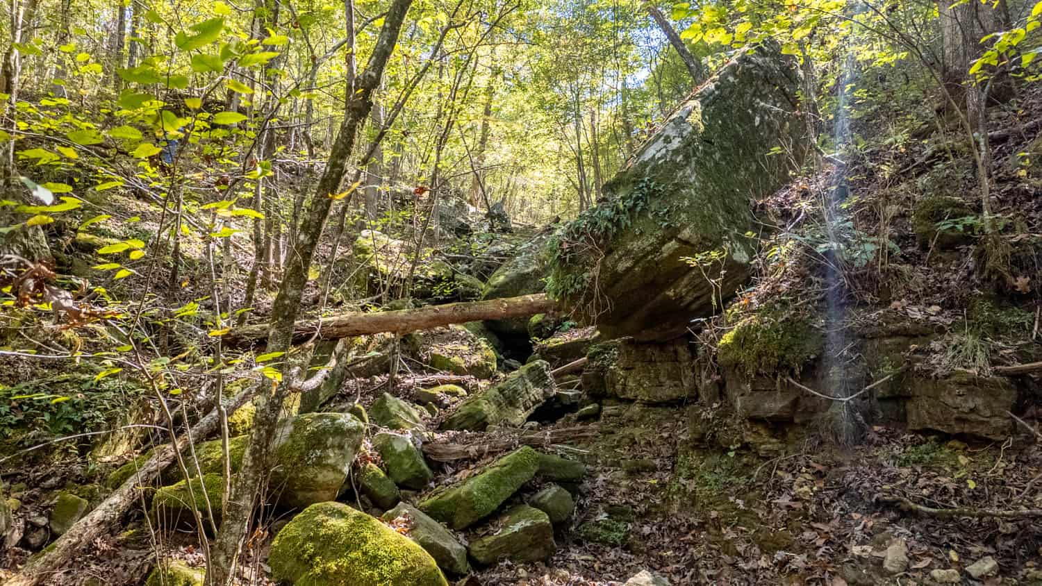 Hunting & Recreational Property | TBD Forrest Drive, Houston, Missouri