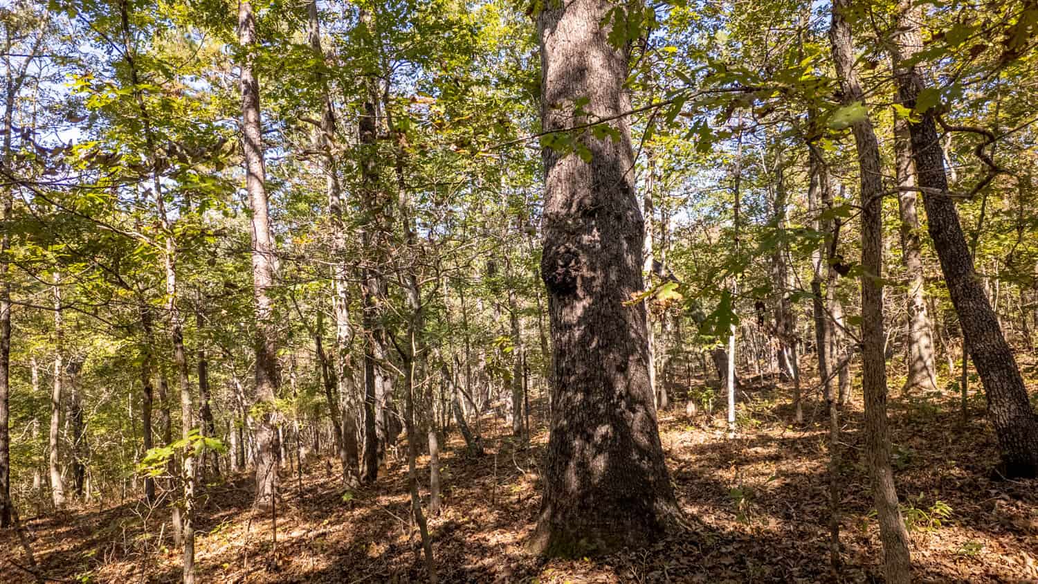 Hunting & Recreational Property | TBD Forrest Drive, Houston, Missouri