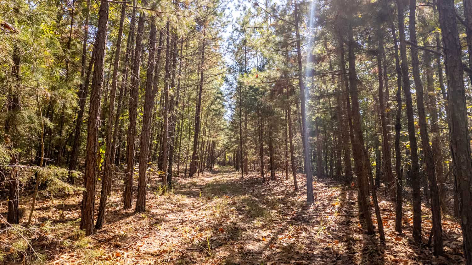 Hunting & Recreational Property | TBD Forrest Drive, Houston, Missouri