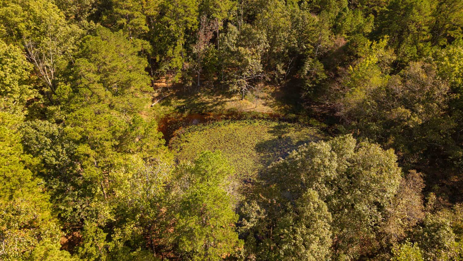 Hunting & Recreational Property | TBD Forrest Drive, Houston, Missouri