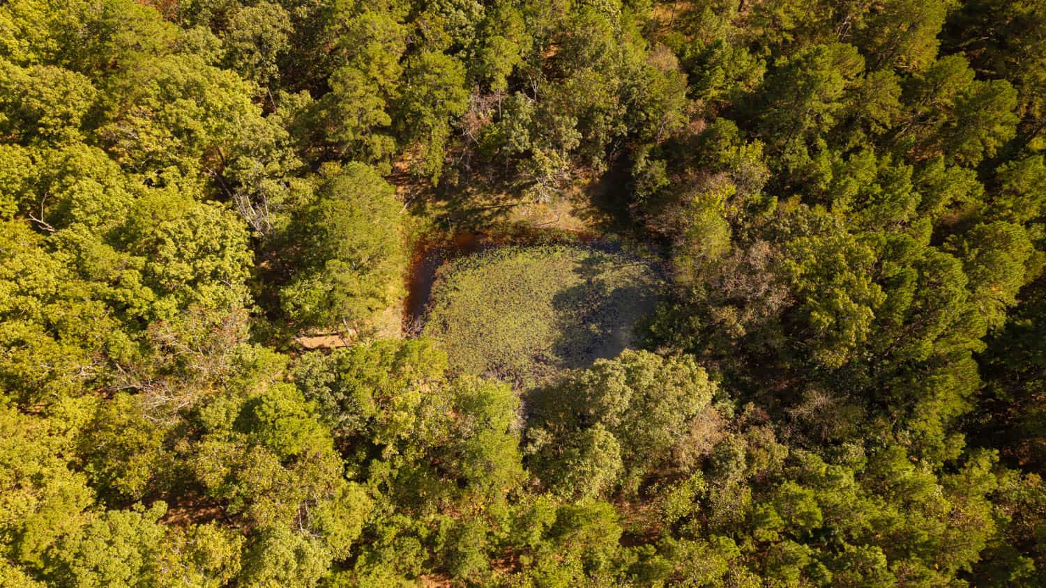 Hunting & Recreational Property | TBD Forrest Drive, Houston, Missouri