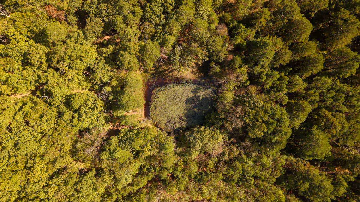 Hunting & Recreational Property | TBD Forrest Drive, Houston, Missouri