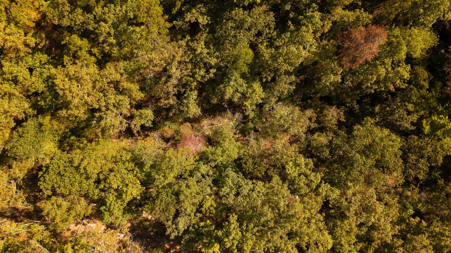 Hunting & Recreational Property | TBD Forrest Drive, Houston, Missouri