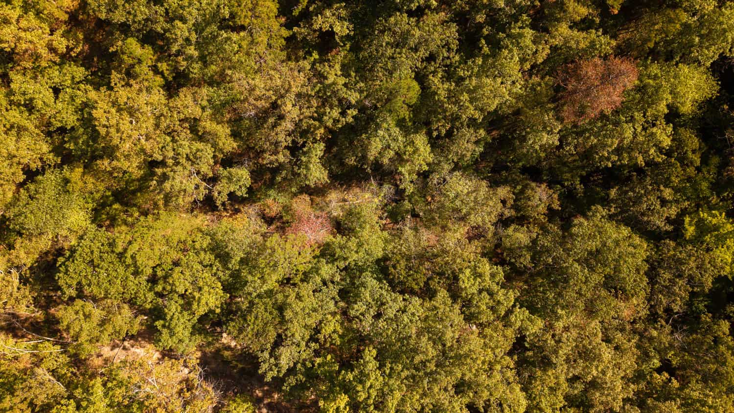 Hunting & Recreational Property | TBD Forrest Drive, Houston, Missouri