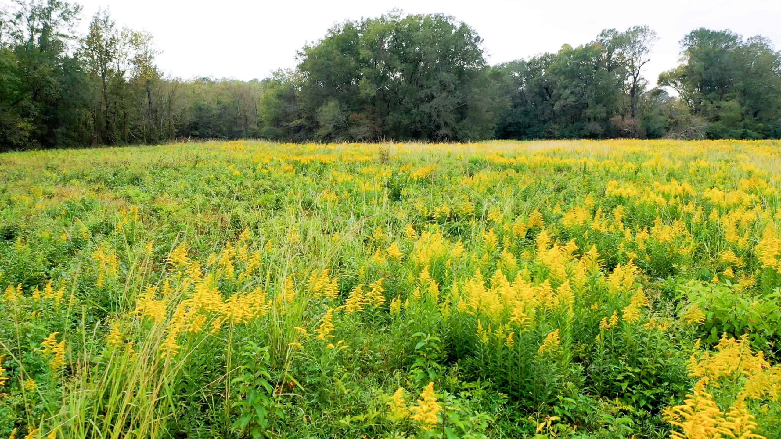 Recreational Ranch with home with acreage for sale in East Texas