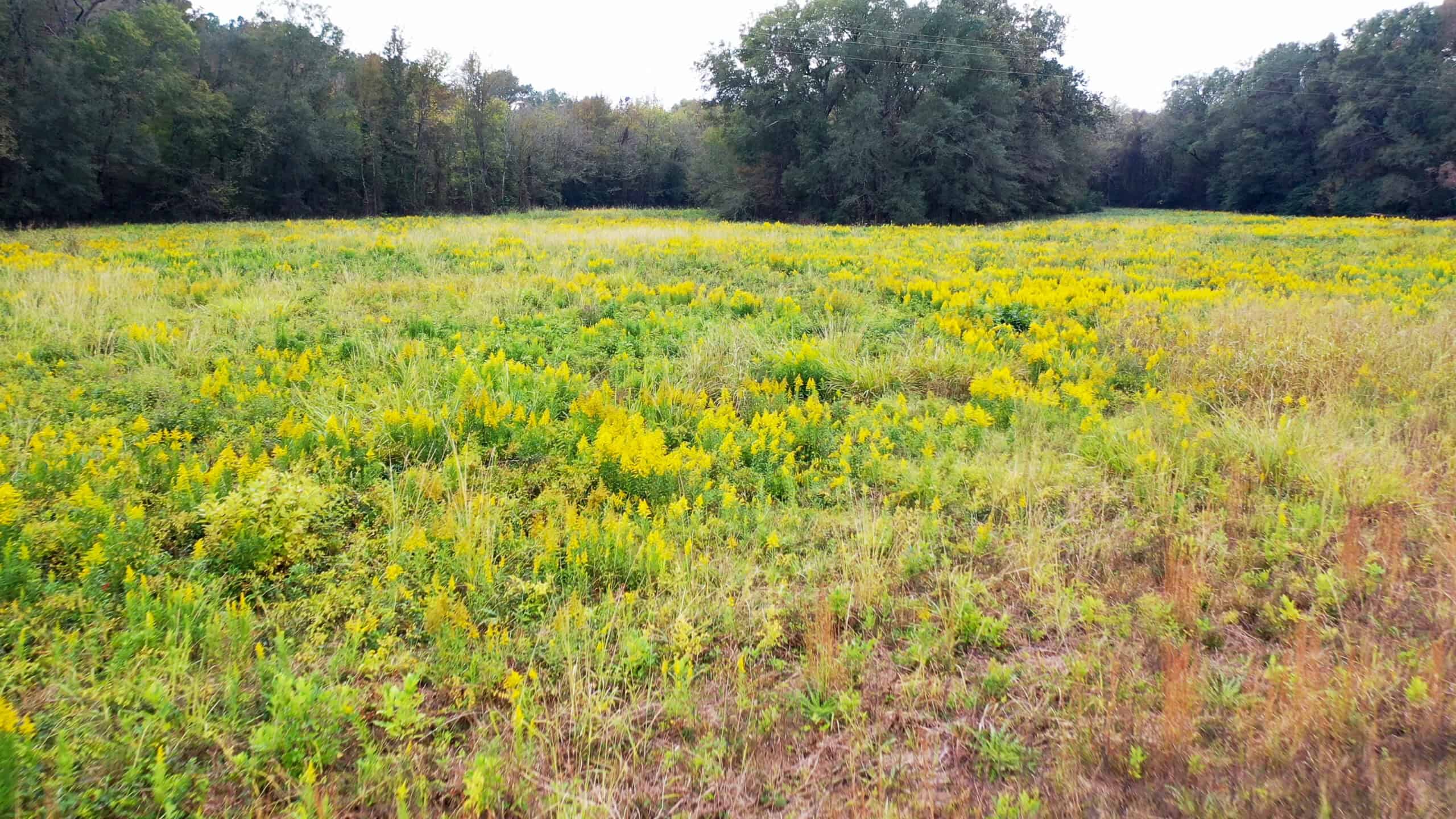 Recreational Ranch with home with acreage for sale in East Texas