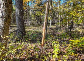 80+\- acres West Central Missouri