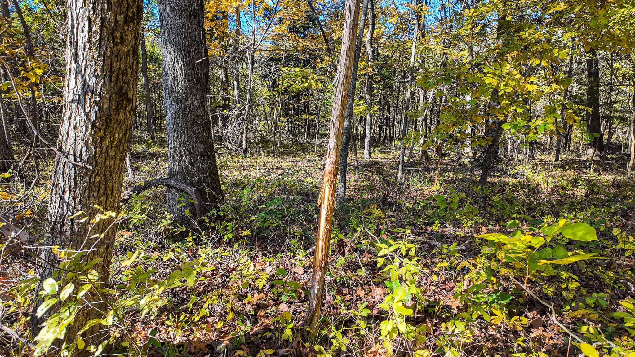 80+\- acres West Central Missouri