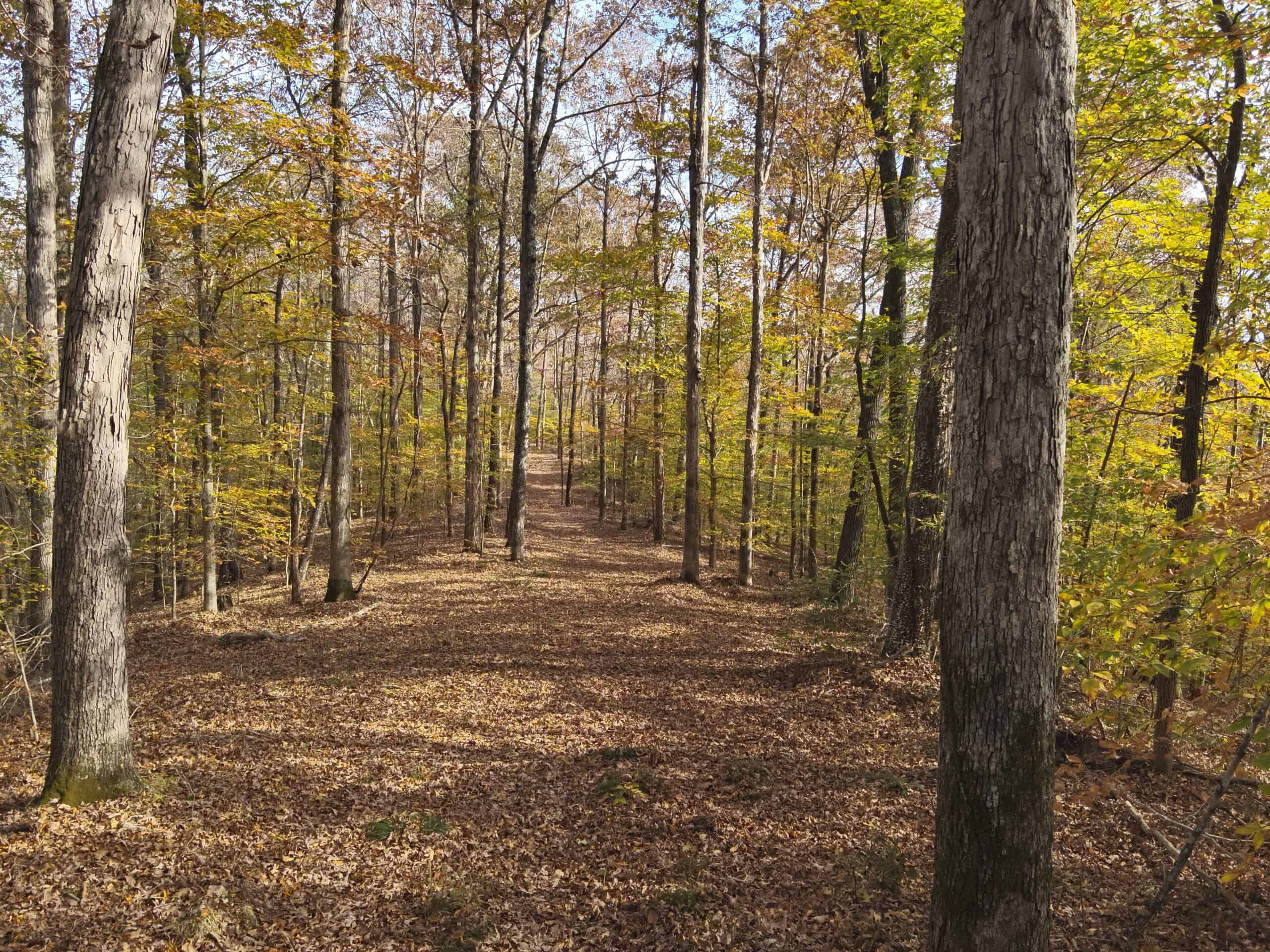 112-Acre Timberland Retreat with Cabin in Linden, Tennessee