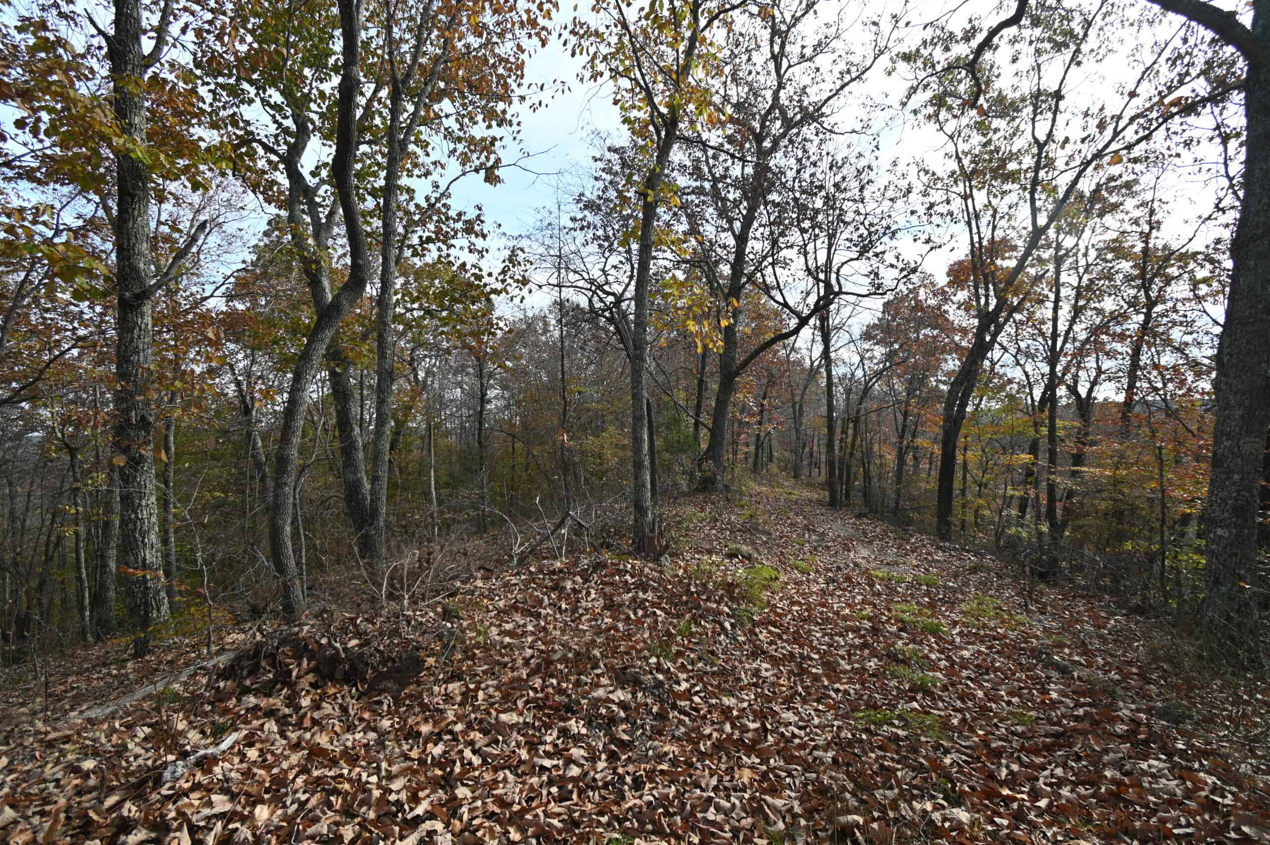 112-Acre Timberland Retreat with Cabin in Linden, Tennessee