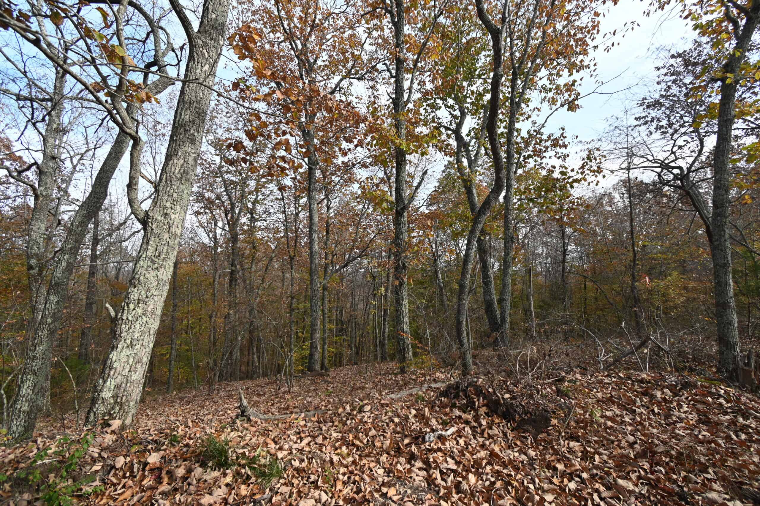 112-Acre Timberland Retreat with Cabin in Linden, Tennessee