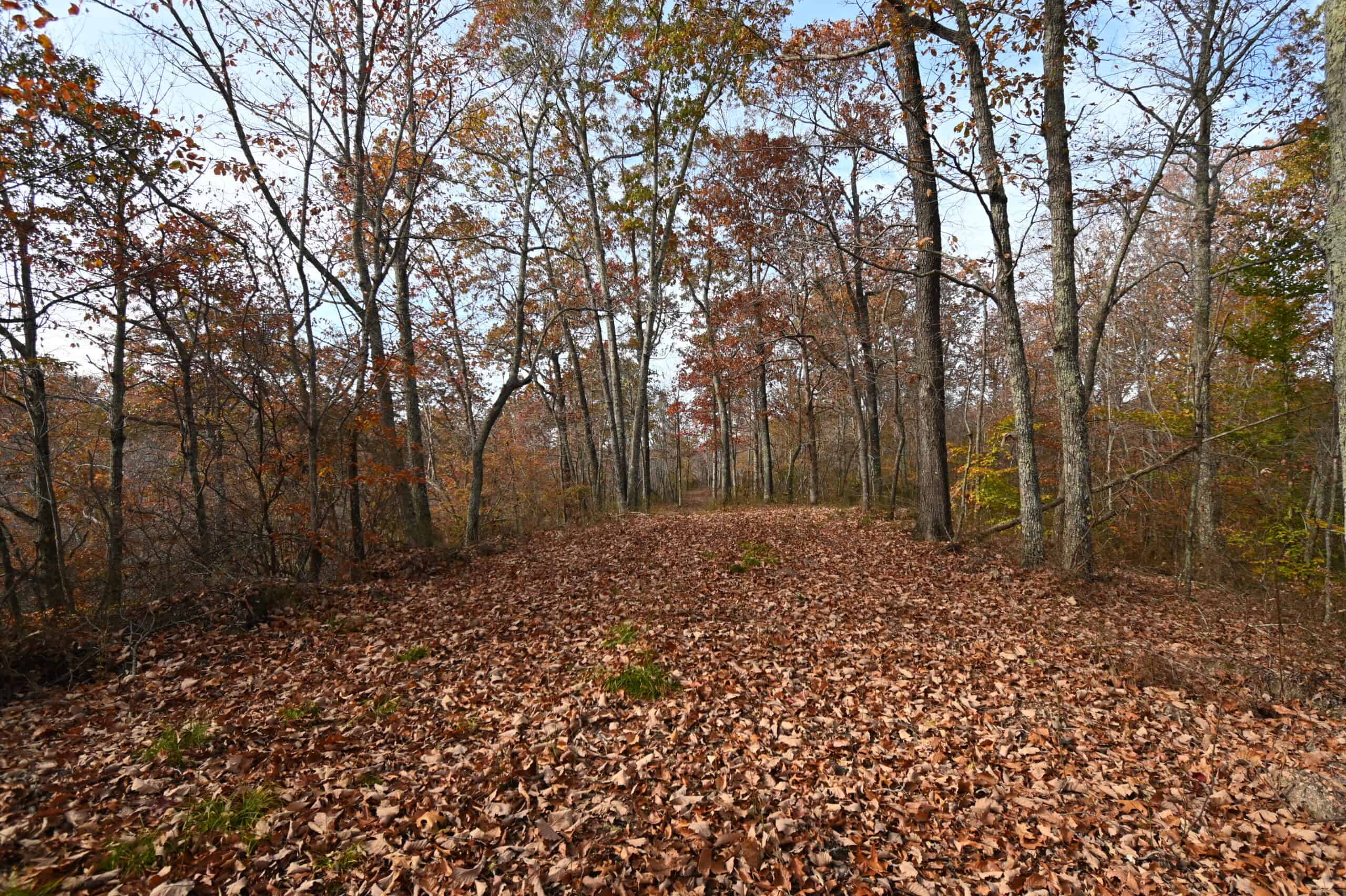 112-Acre Timberland Retreat with Cabin in Linden, Tennessee