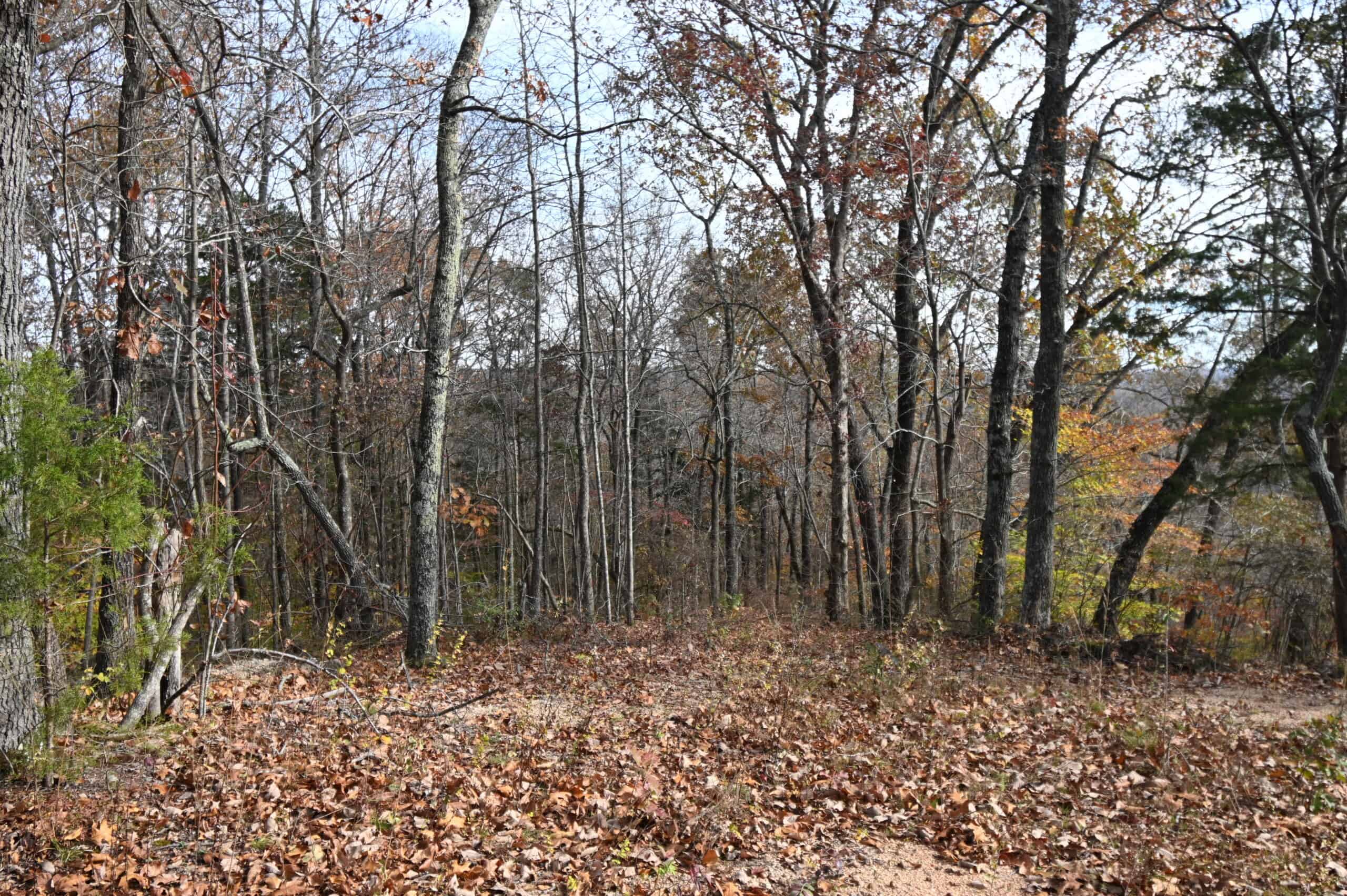 112-Acre Timberland Retreat with Cabin in Linden, Tennessee