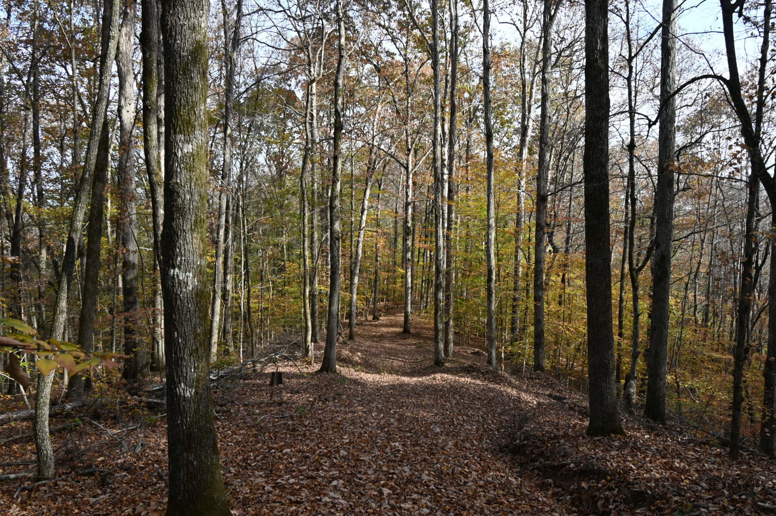 112-Acre Timberland Retreat with Cabin in Linden, Tennessee