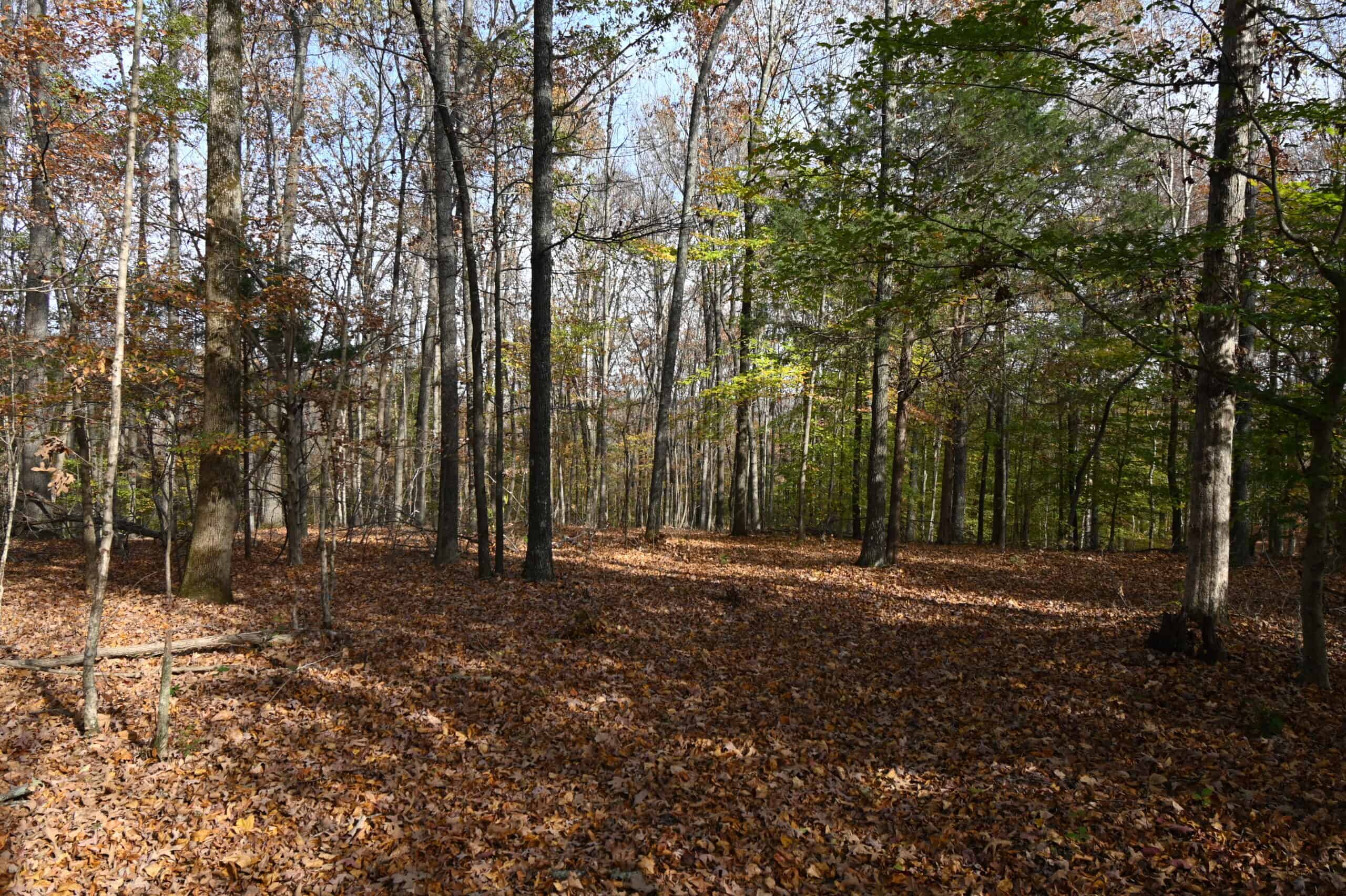 112-Acre Timberland Retreat with Cabin in Linden, Tennessee