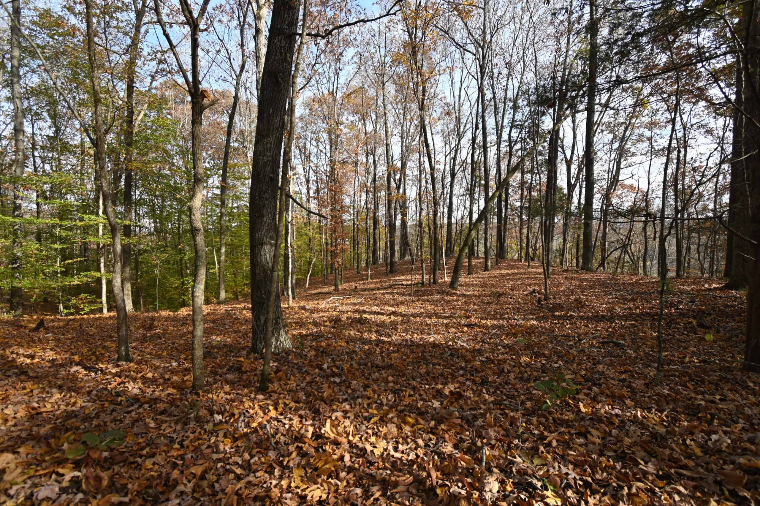 112-Acre Timberland Retreat with Cabin in Linden, Tennessee