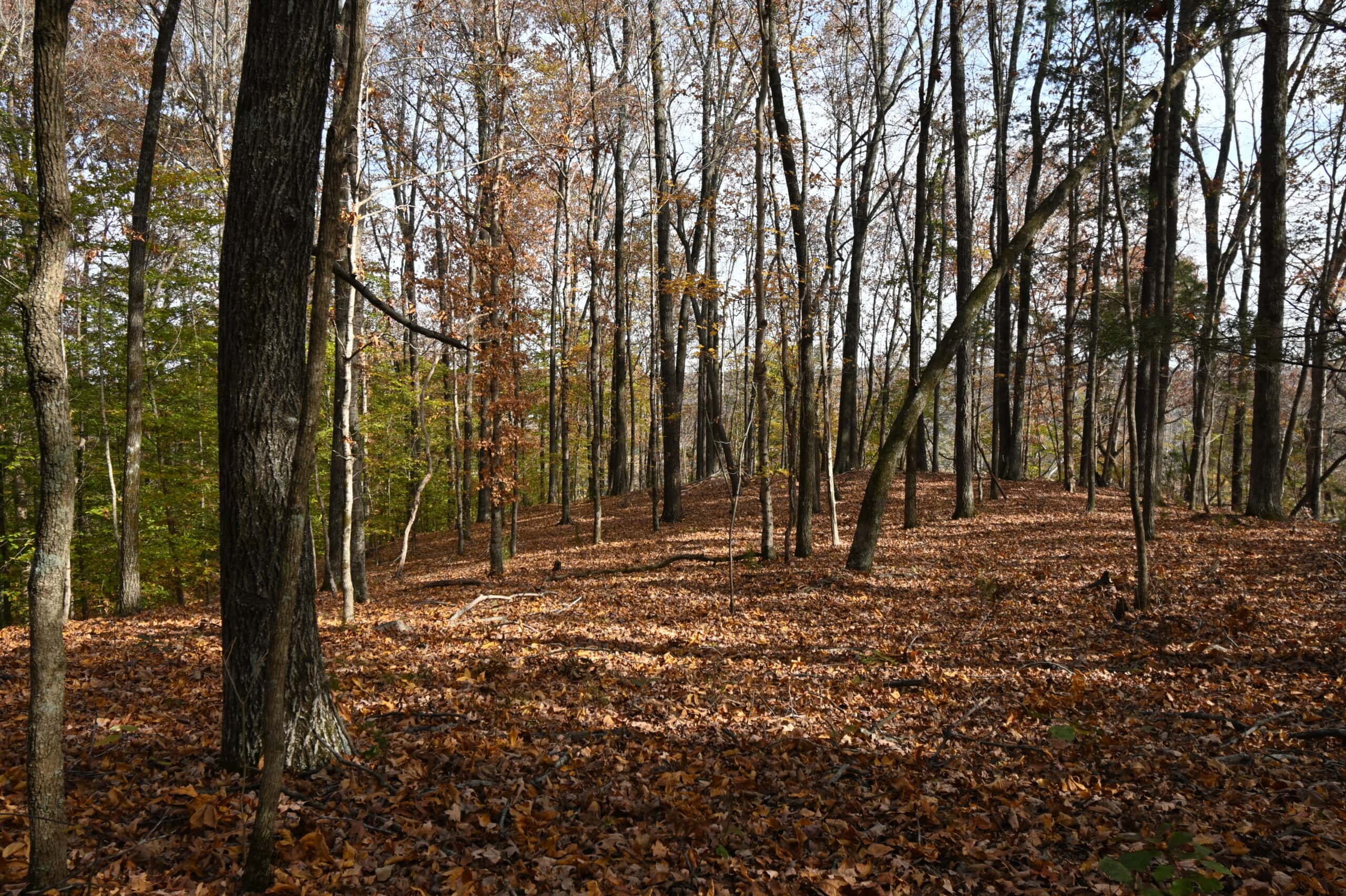 112-Acre Timberland Retreat with Cabin in Linden, Tennessee