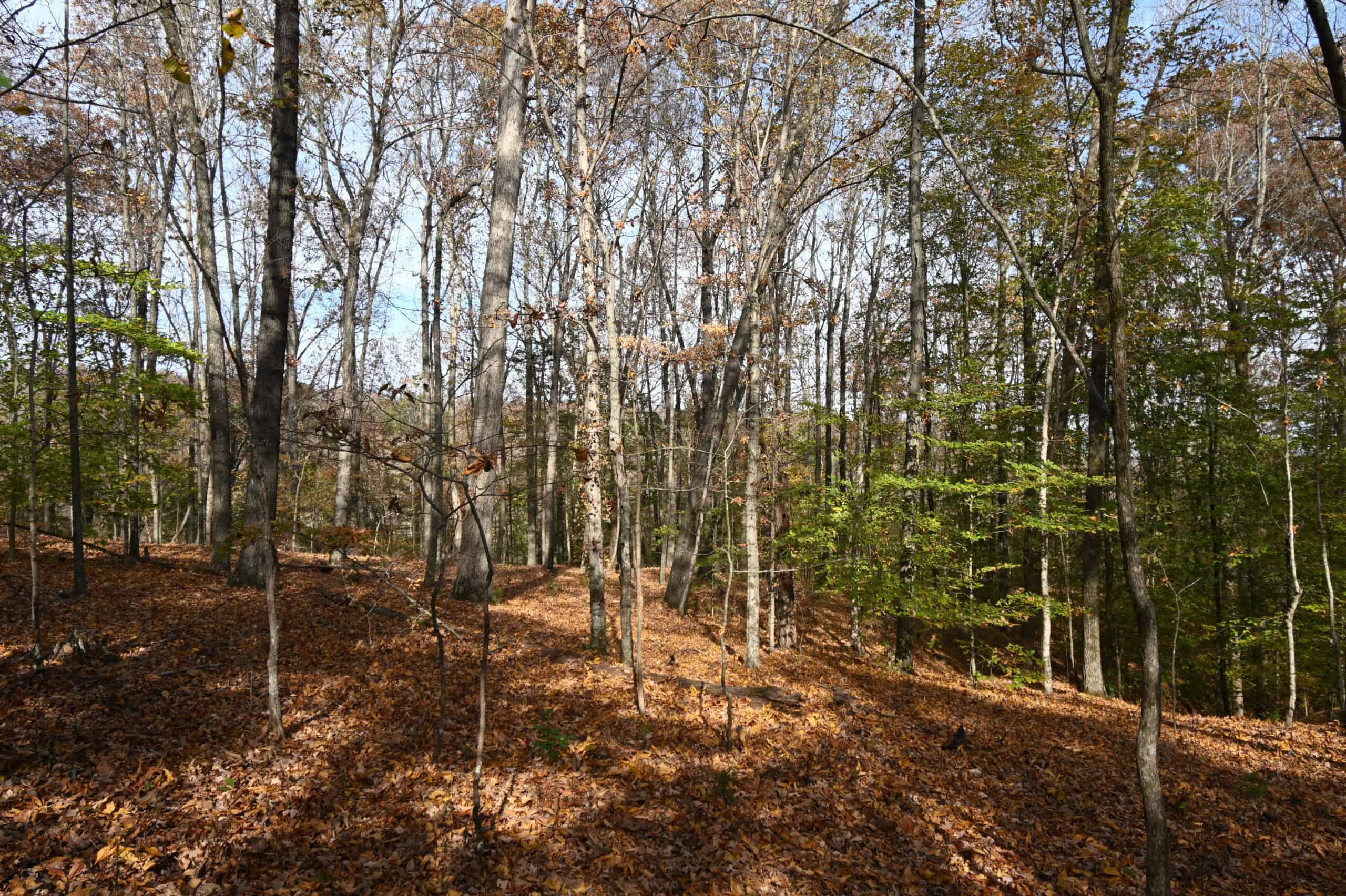 112-Acre Timberland Retreat with Cabin in Linden, Tennessee