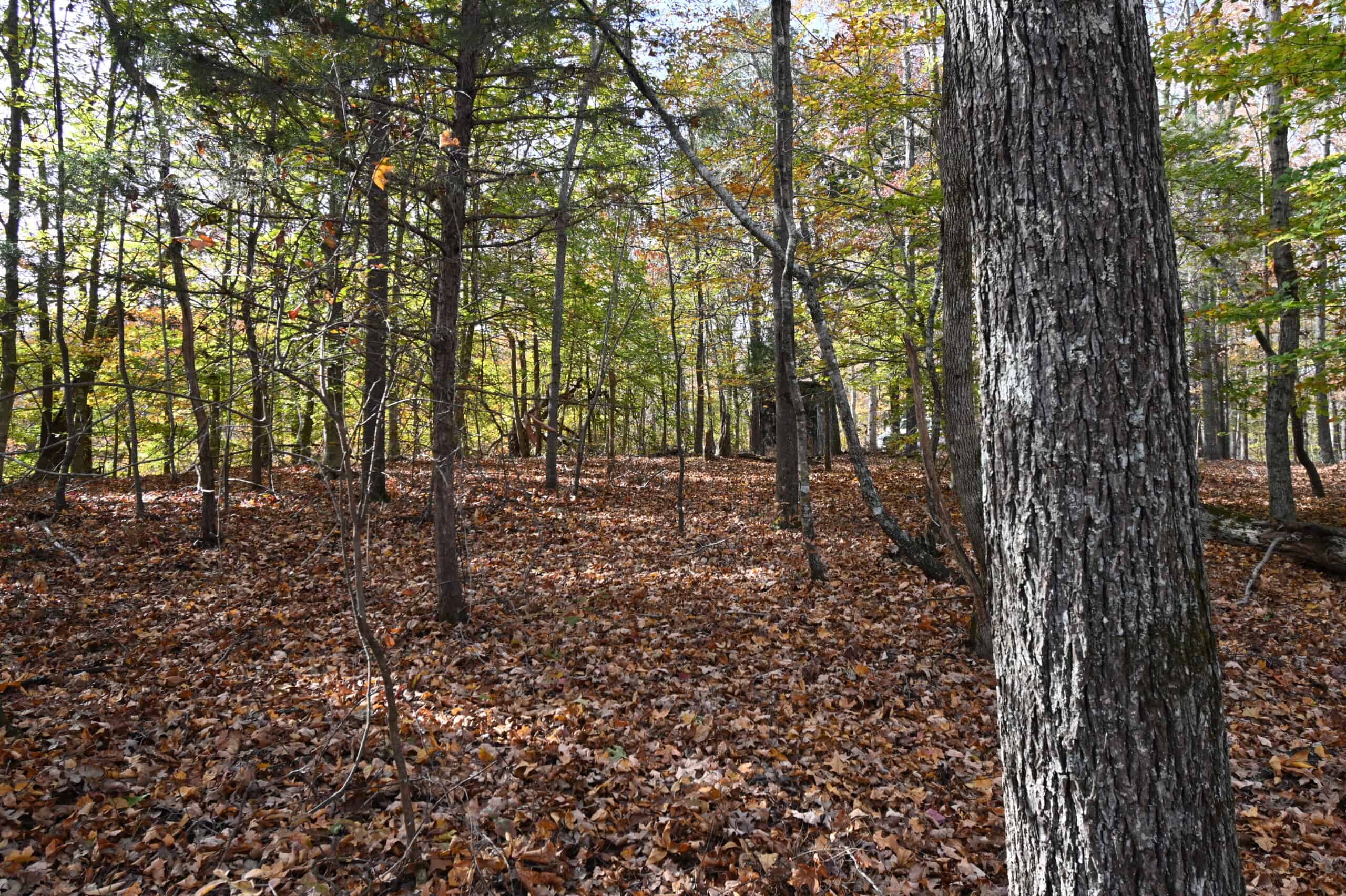 112-Acre Timberland Retreat with Cabin in Linden, Tennessee