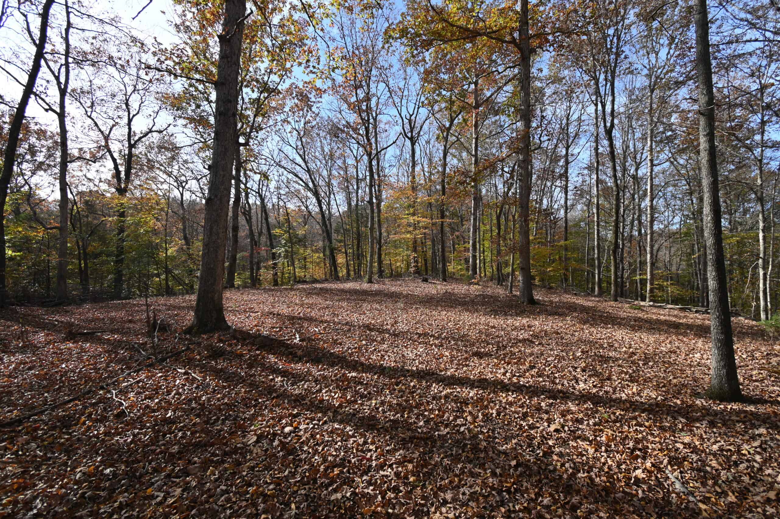 112-Acre Timberland Retreat with Cabin in Linden, Tennessee