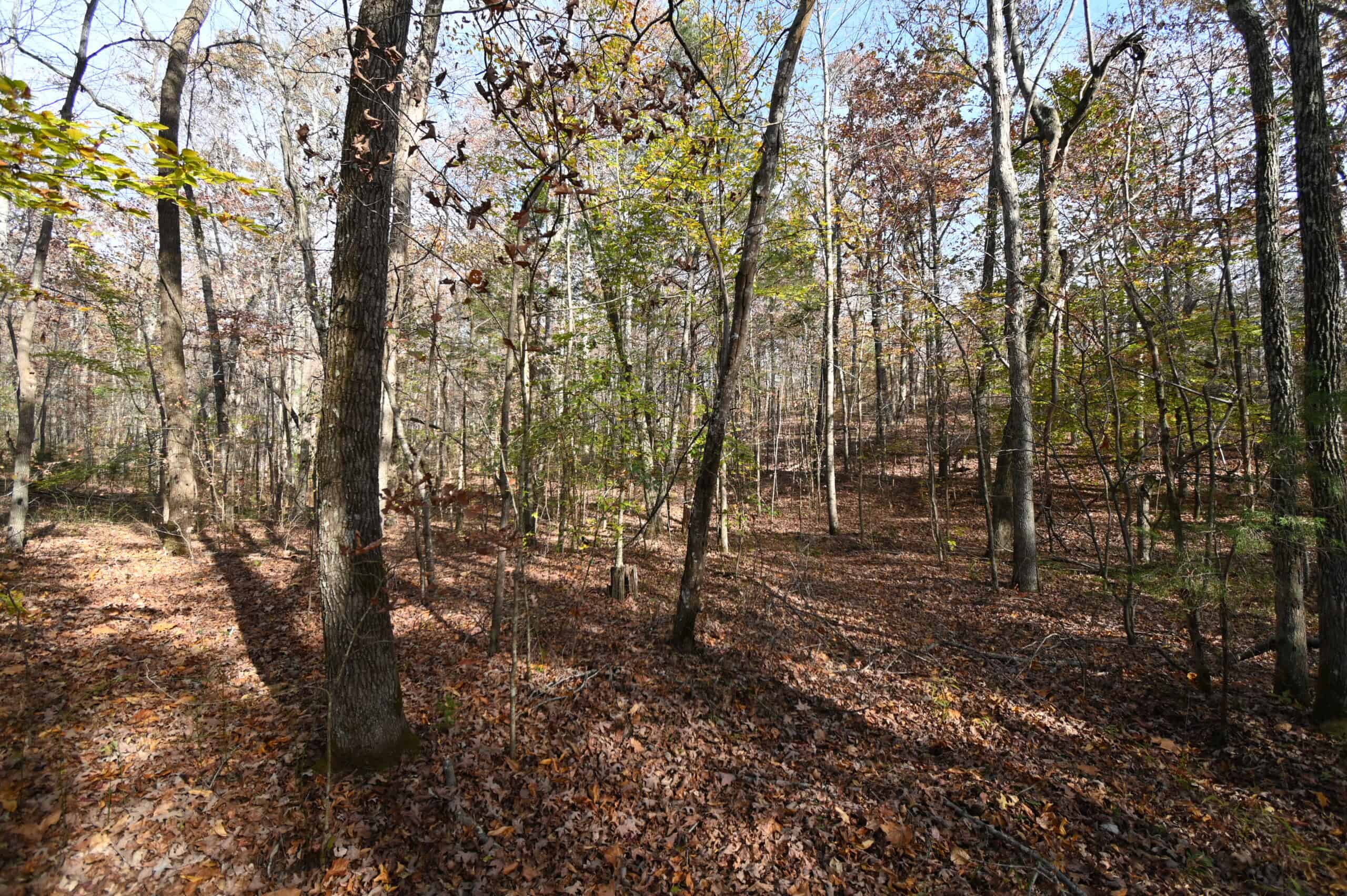 112-Acre Timberland Retreat with Cabin in Linden, Tennessee