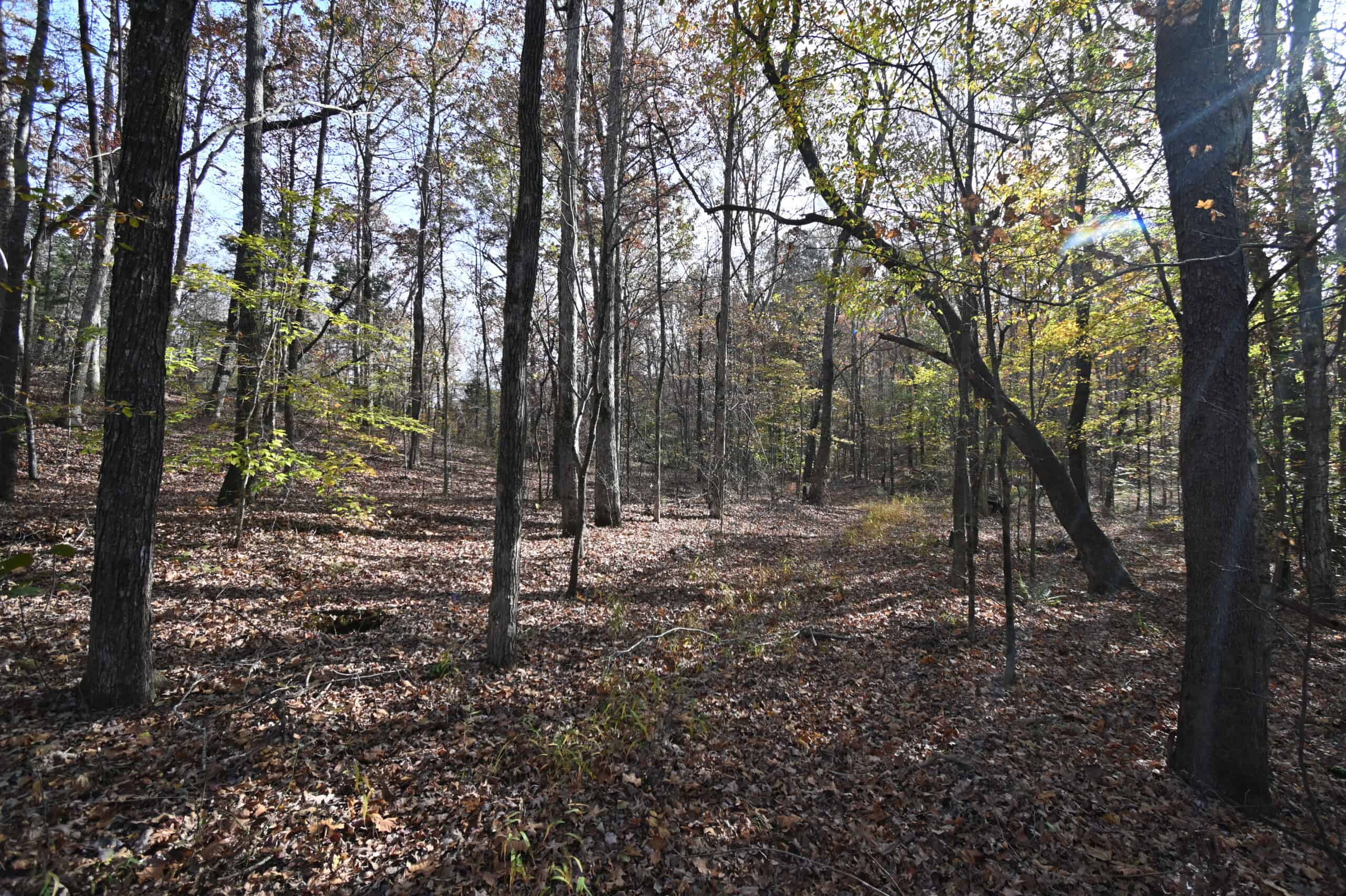 112-Acre Timberland Retreat with Cabin in Linden, Tennessee