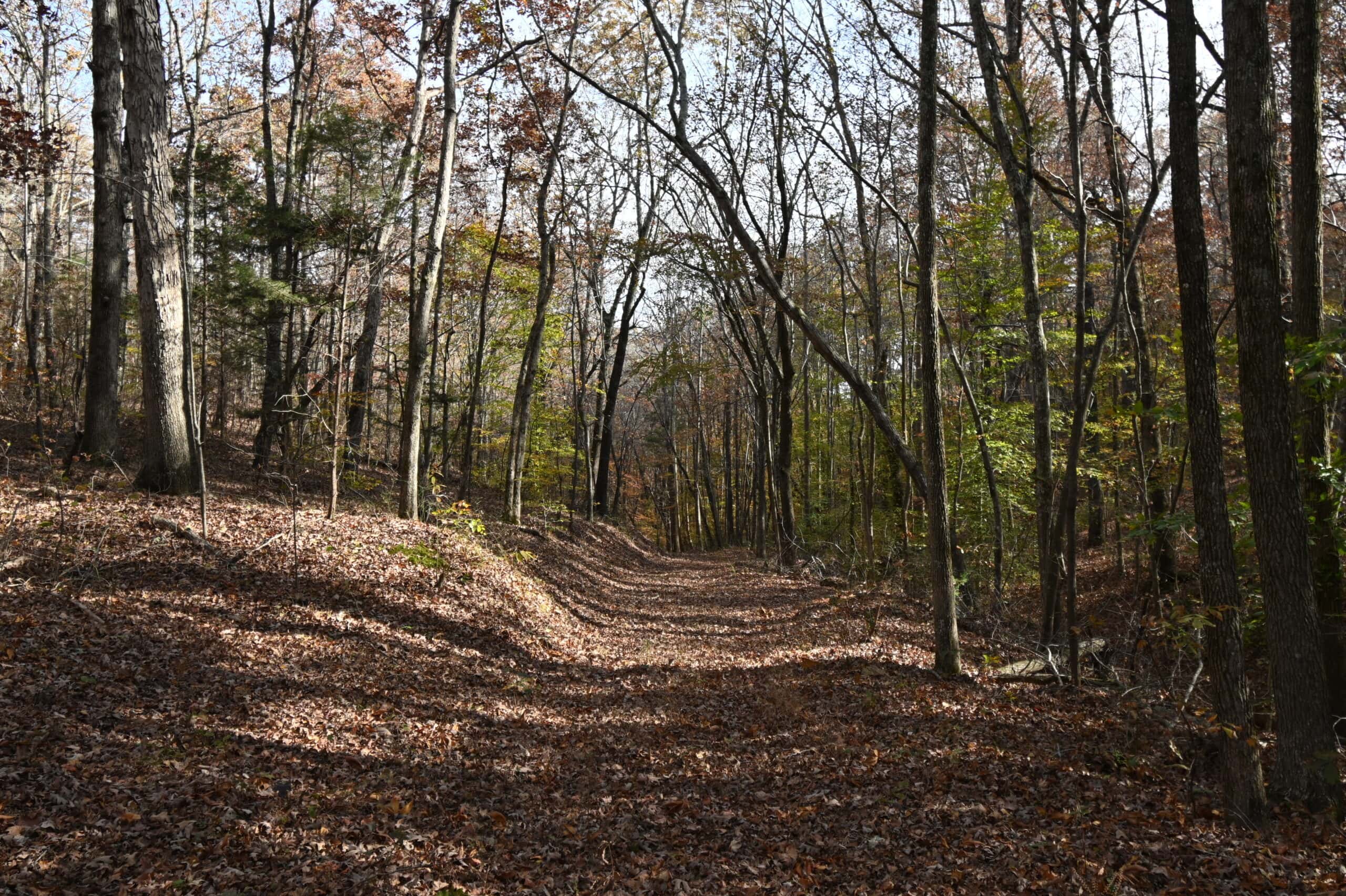 112-Acre Timberland Retreat with Cabin in Linden, Tennessee