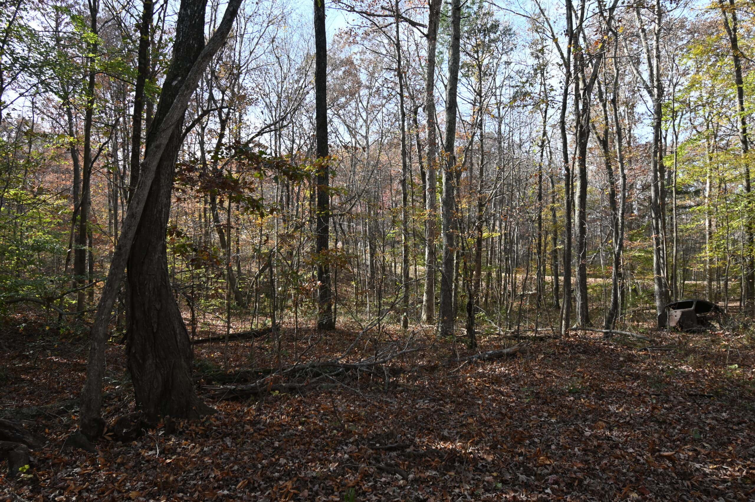 112-Acre Timberland Retreat with Cabin in Linden, Tennessee