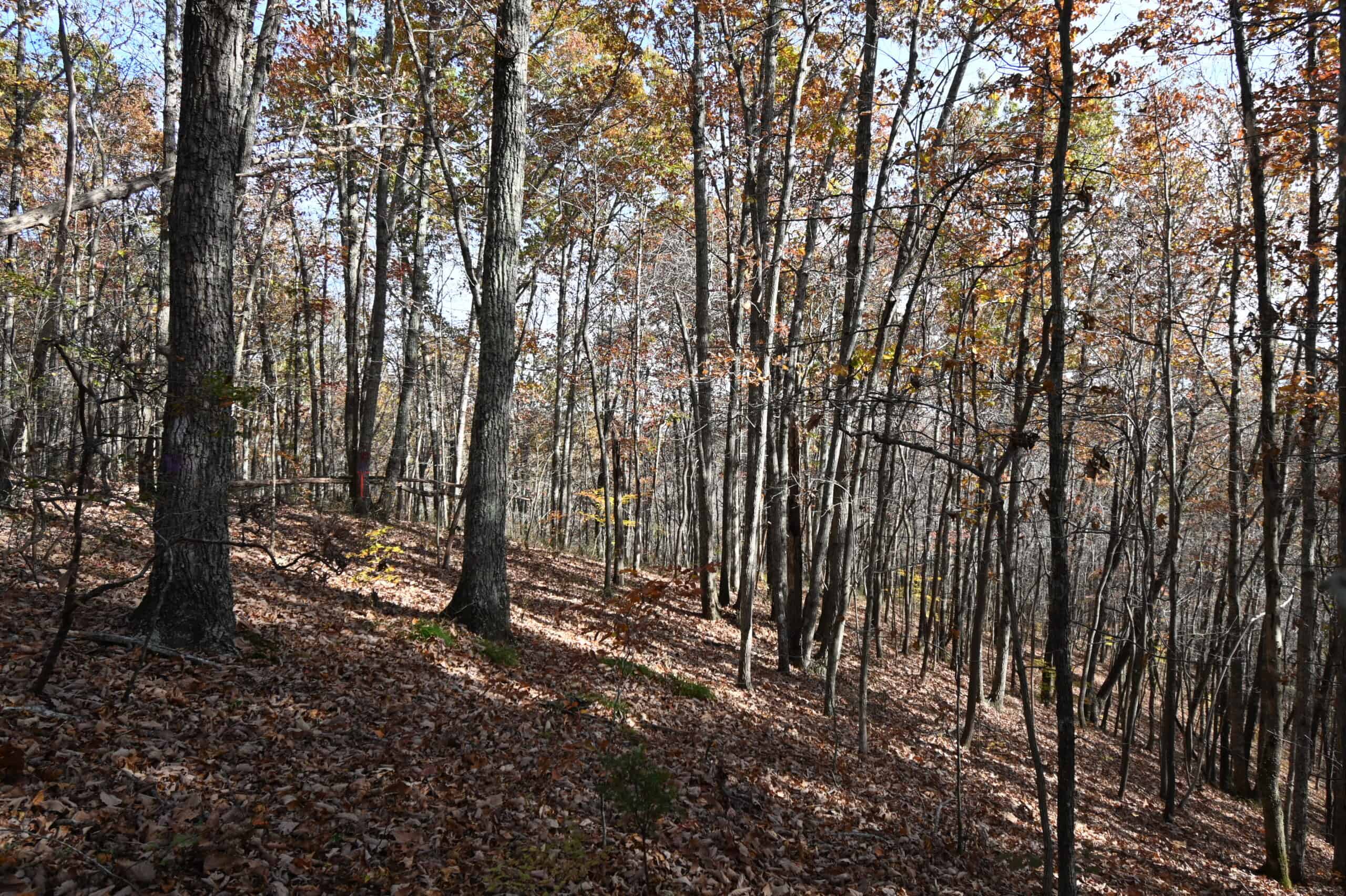 112-Acre Timberland Retreat with Cabin in Linden, Tennessee