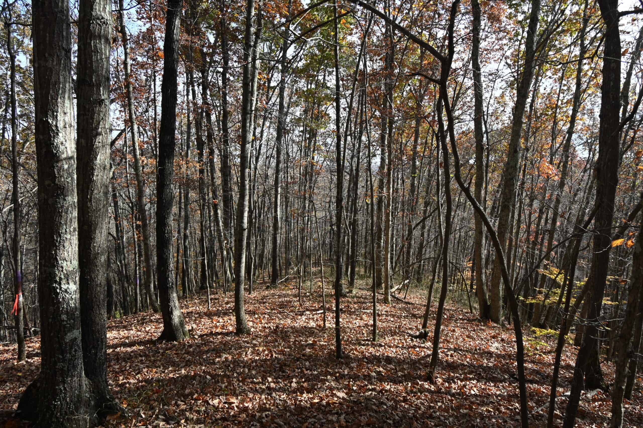 112-Acre Timberland Retreat with Cabin in Linden, Tennessee