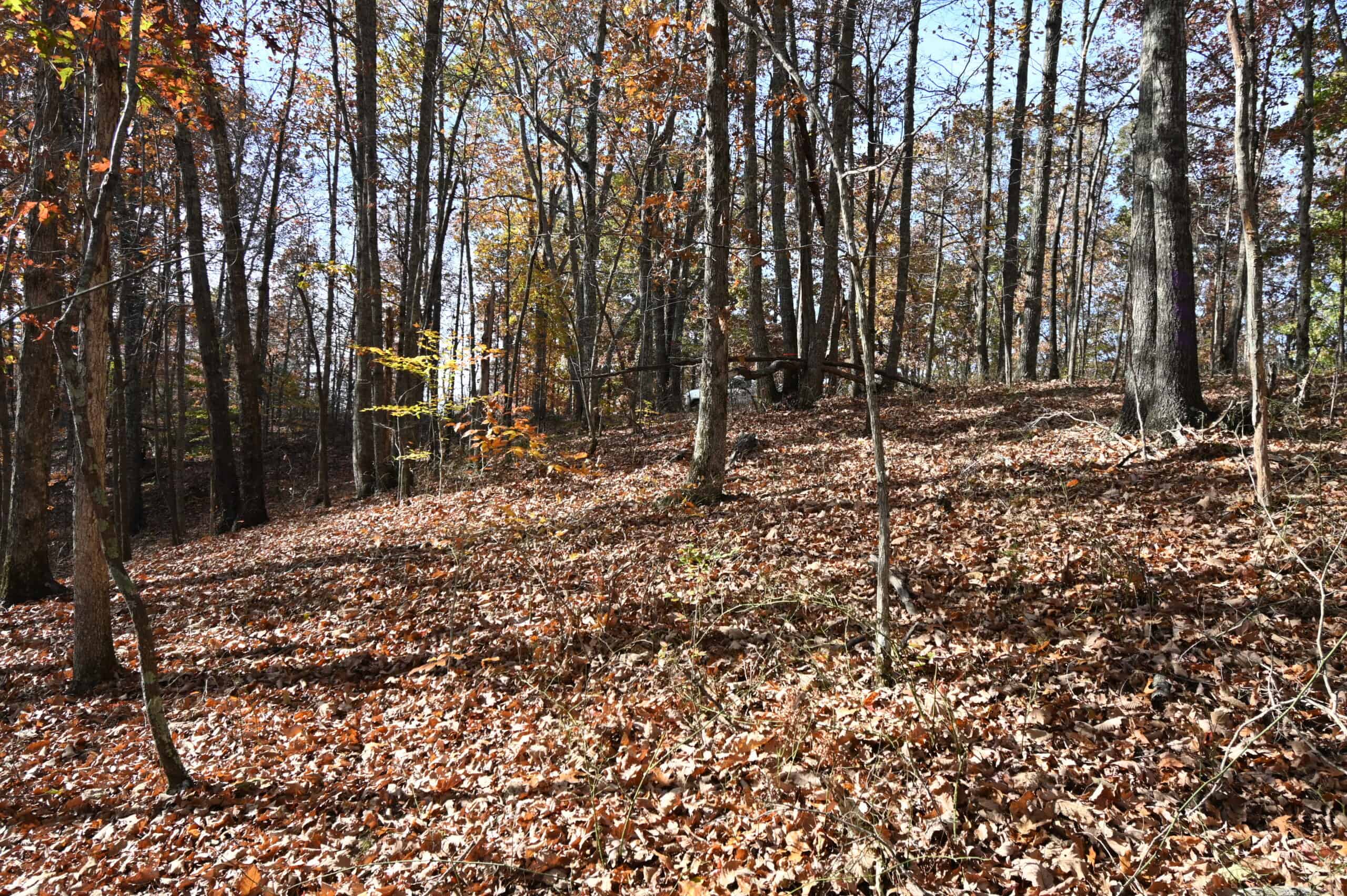 112-Acre Timberland Retreat with Cabin in Linden, Tennessee