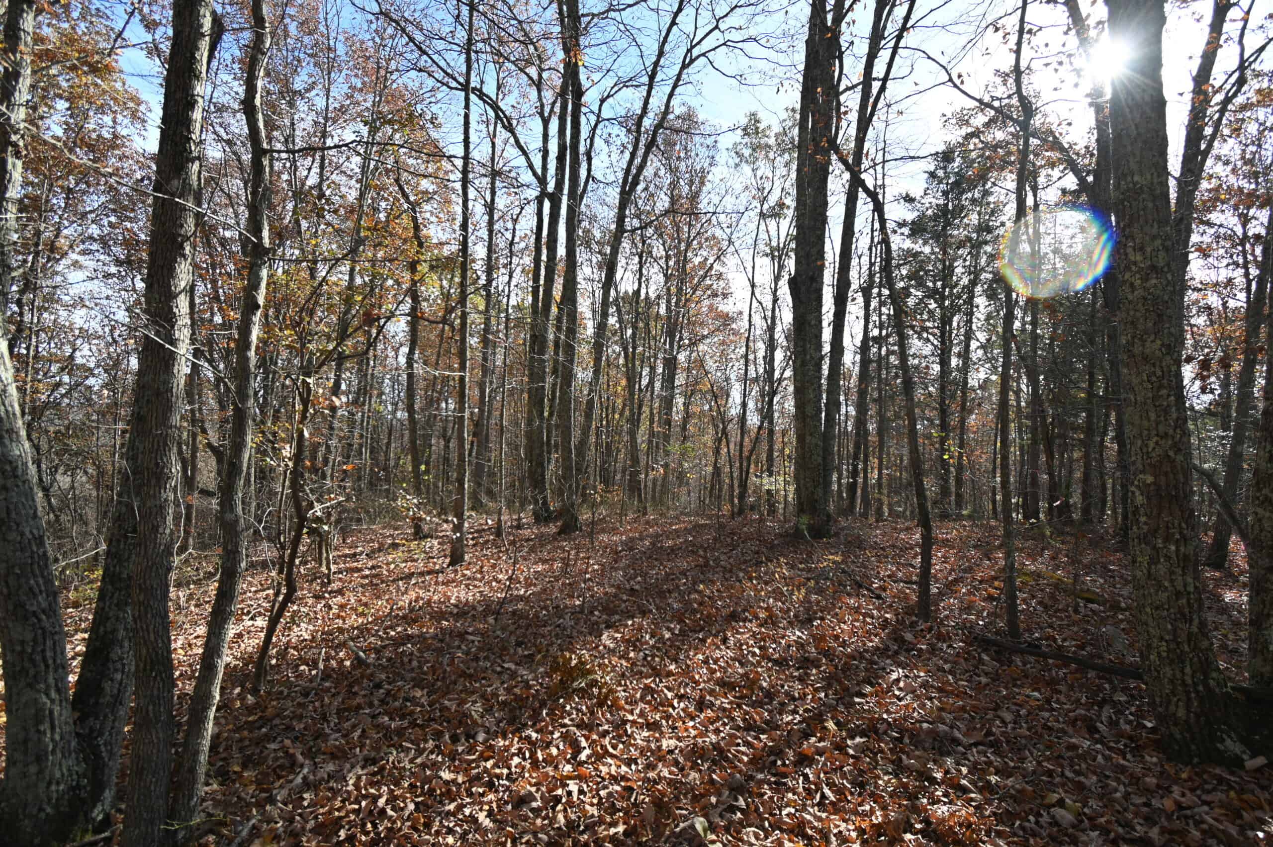 112-Acre Timberland Retreat with Cabin in Linden, Tennessee