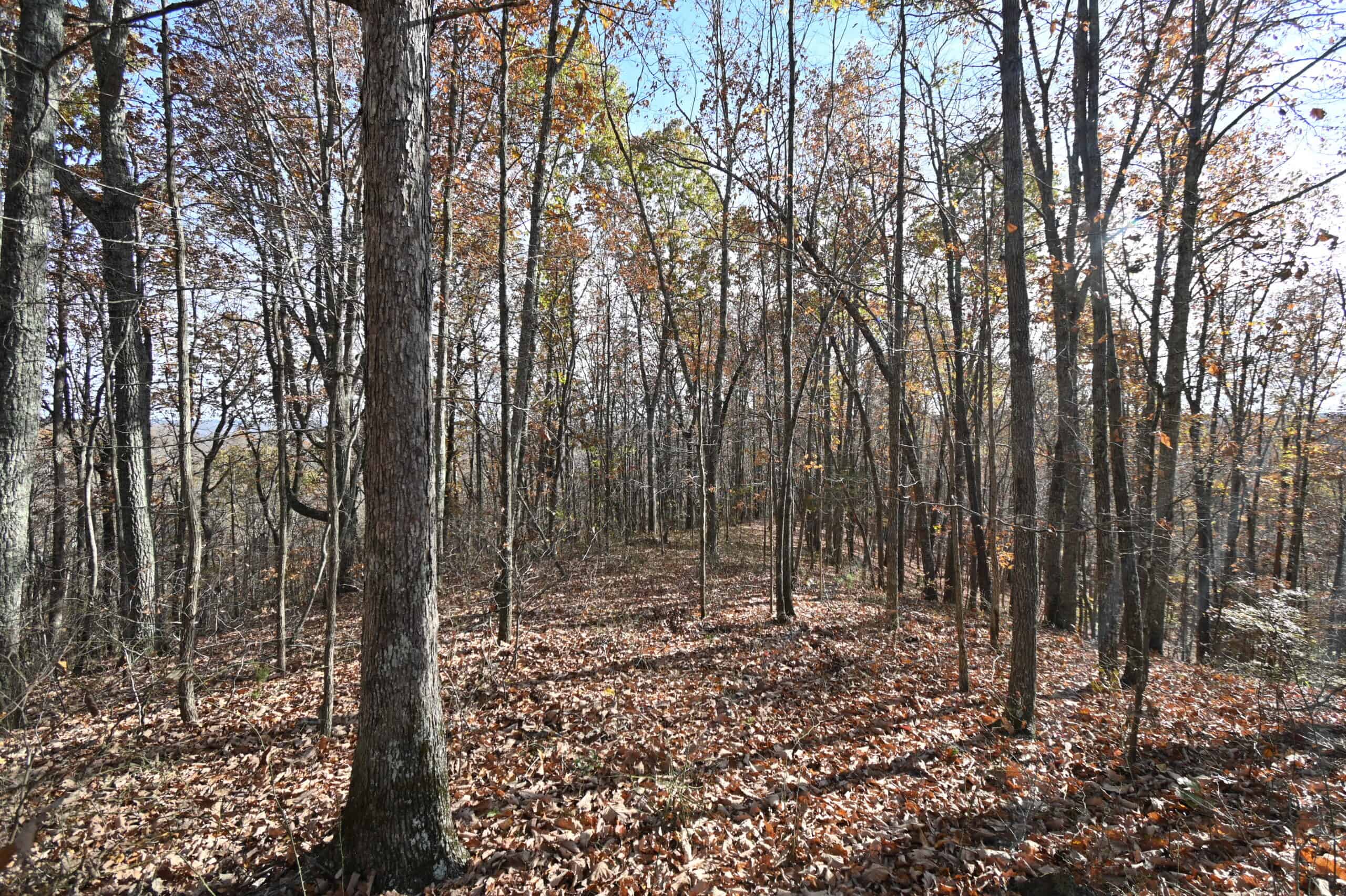 112-Acre Timberland Retreat with Cabin in Linden, Tennessee