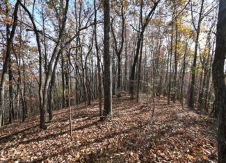 112-Acre Timberland Retreat with Cabin in Linden, Tennessee