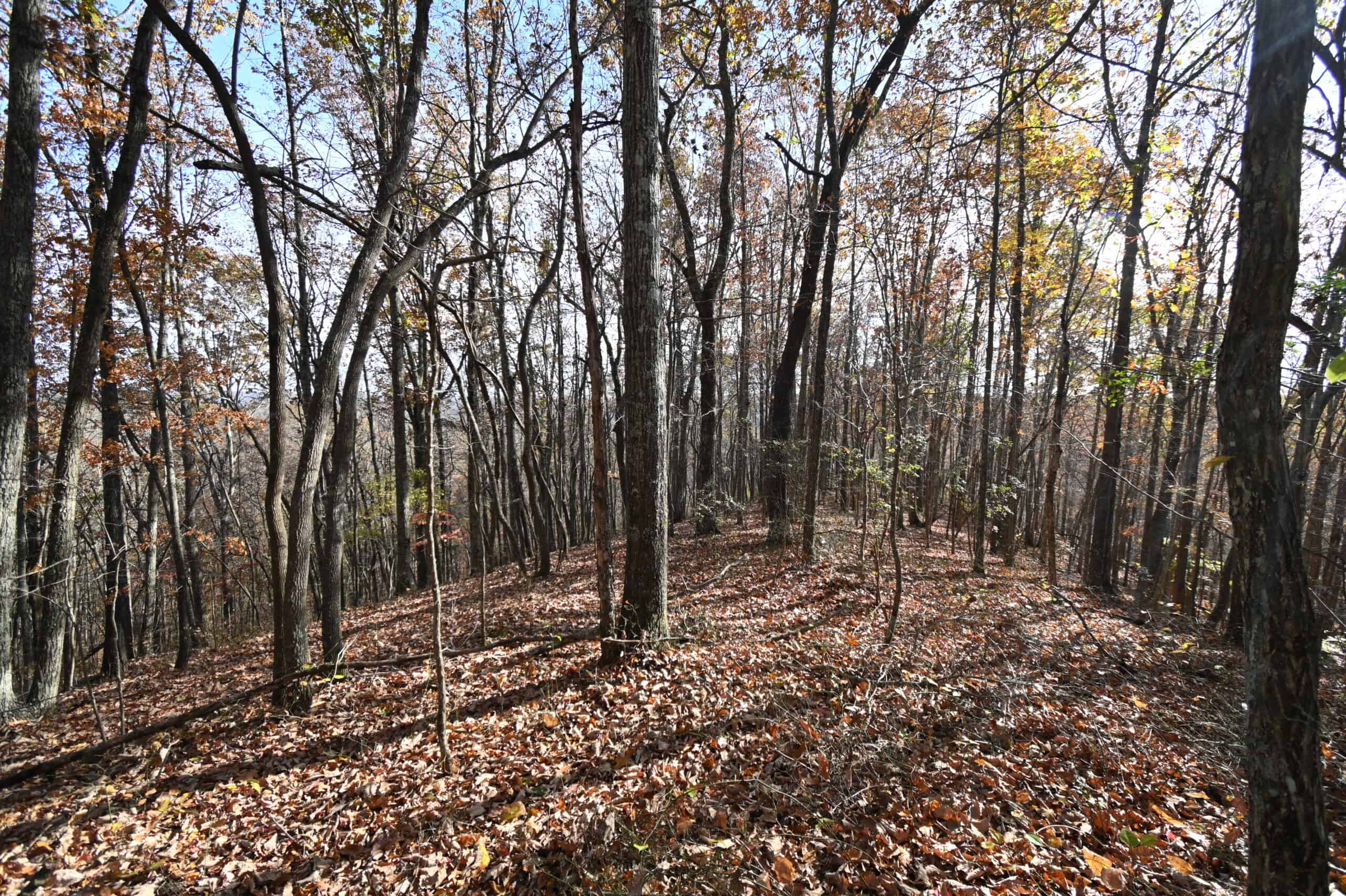 112-Acre Timberland Retreat with Cabin in Linden, Tennessee