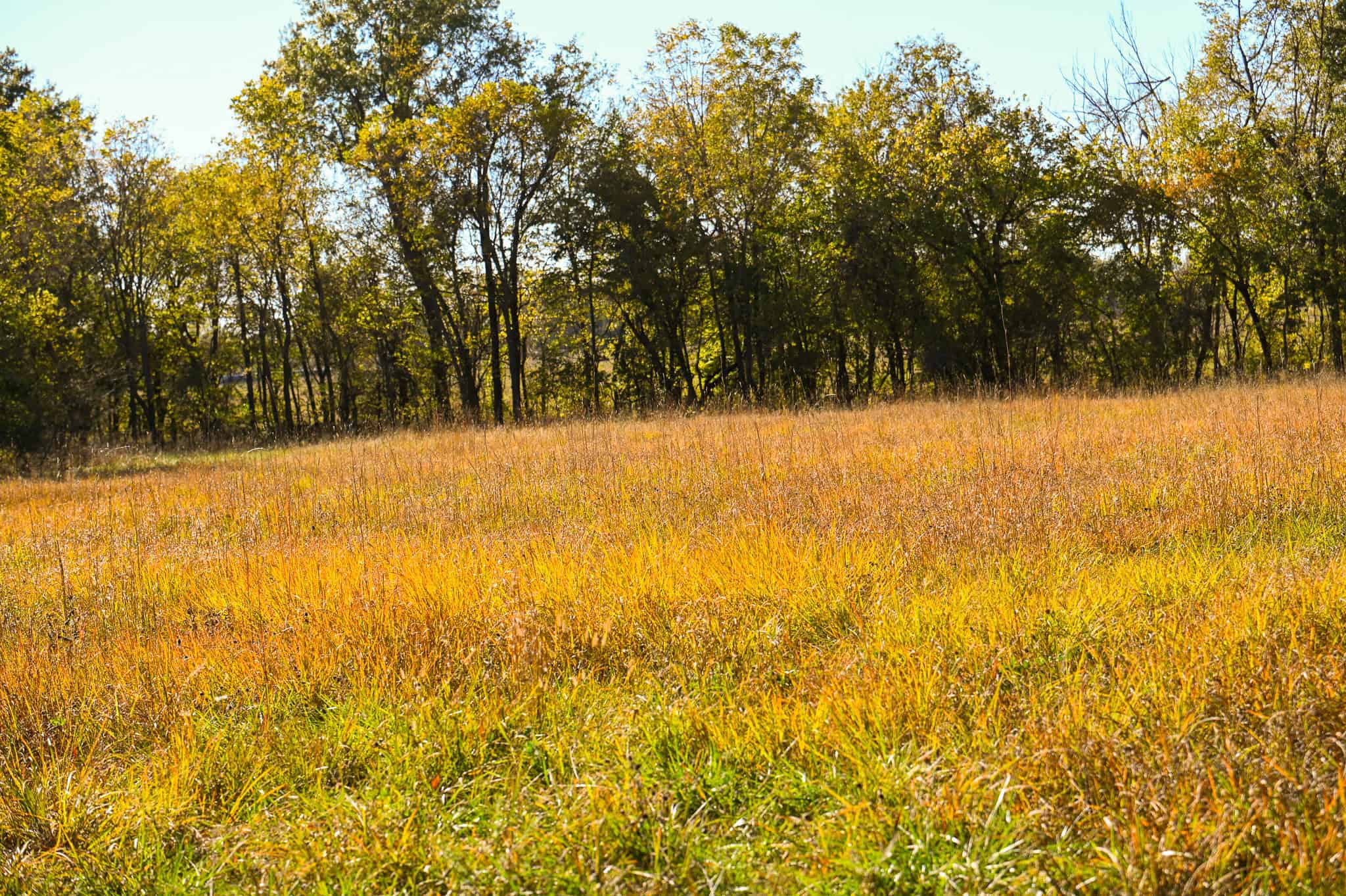 Land for Sale Barton County, MO