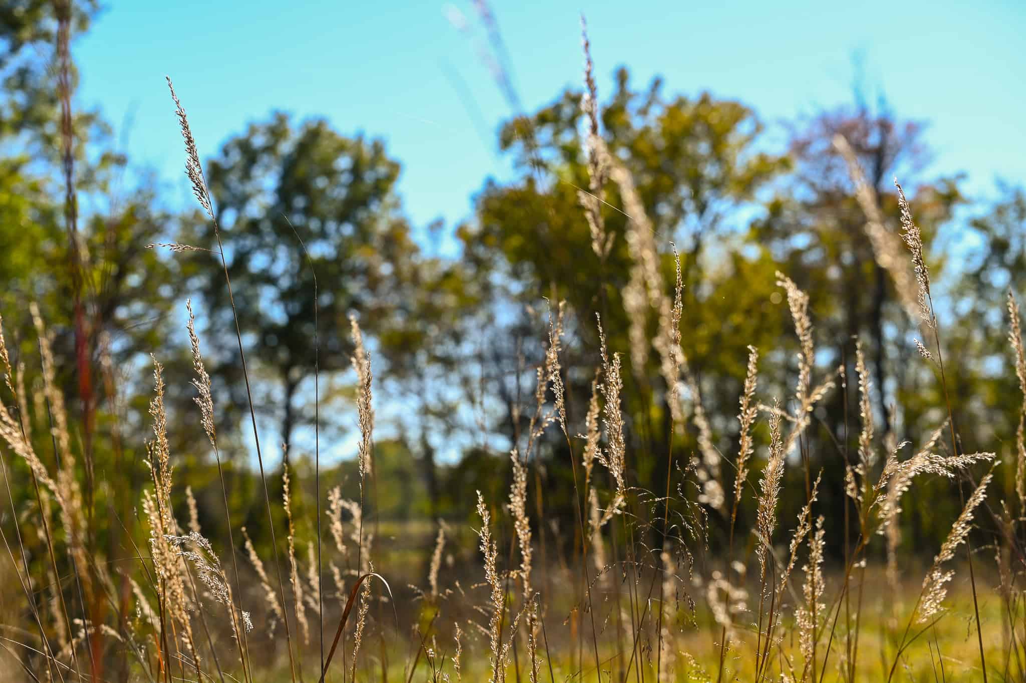 Land for Sale Barton County, MO