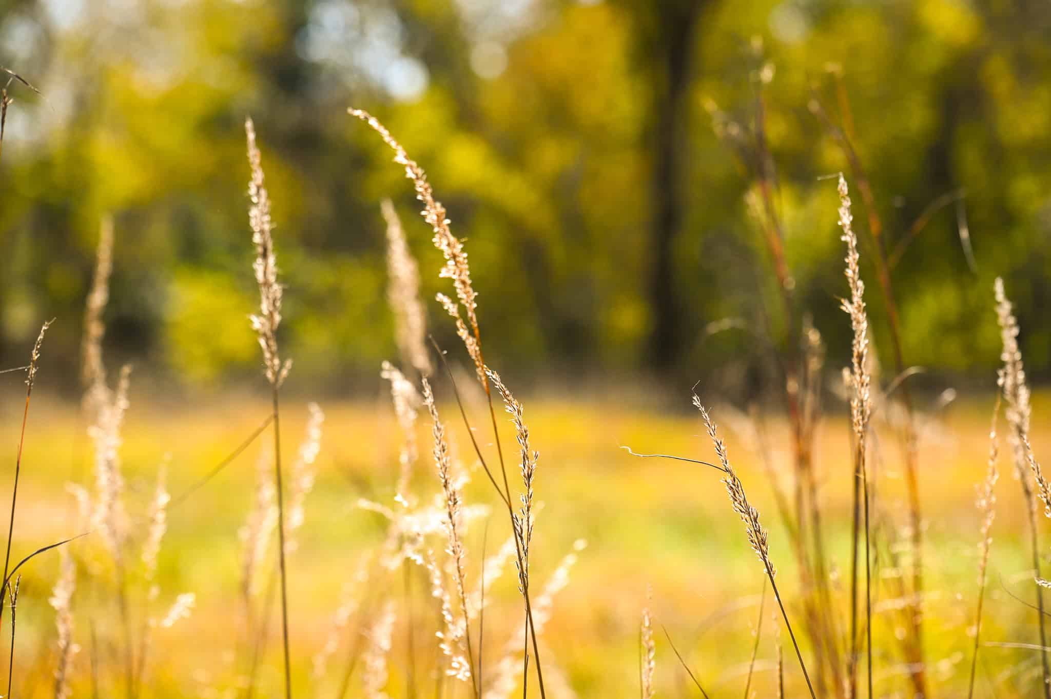 Land for Sale Barton County, MO