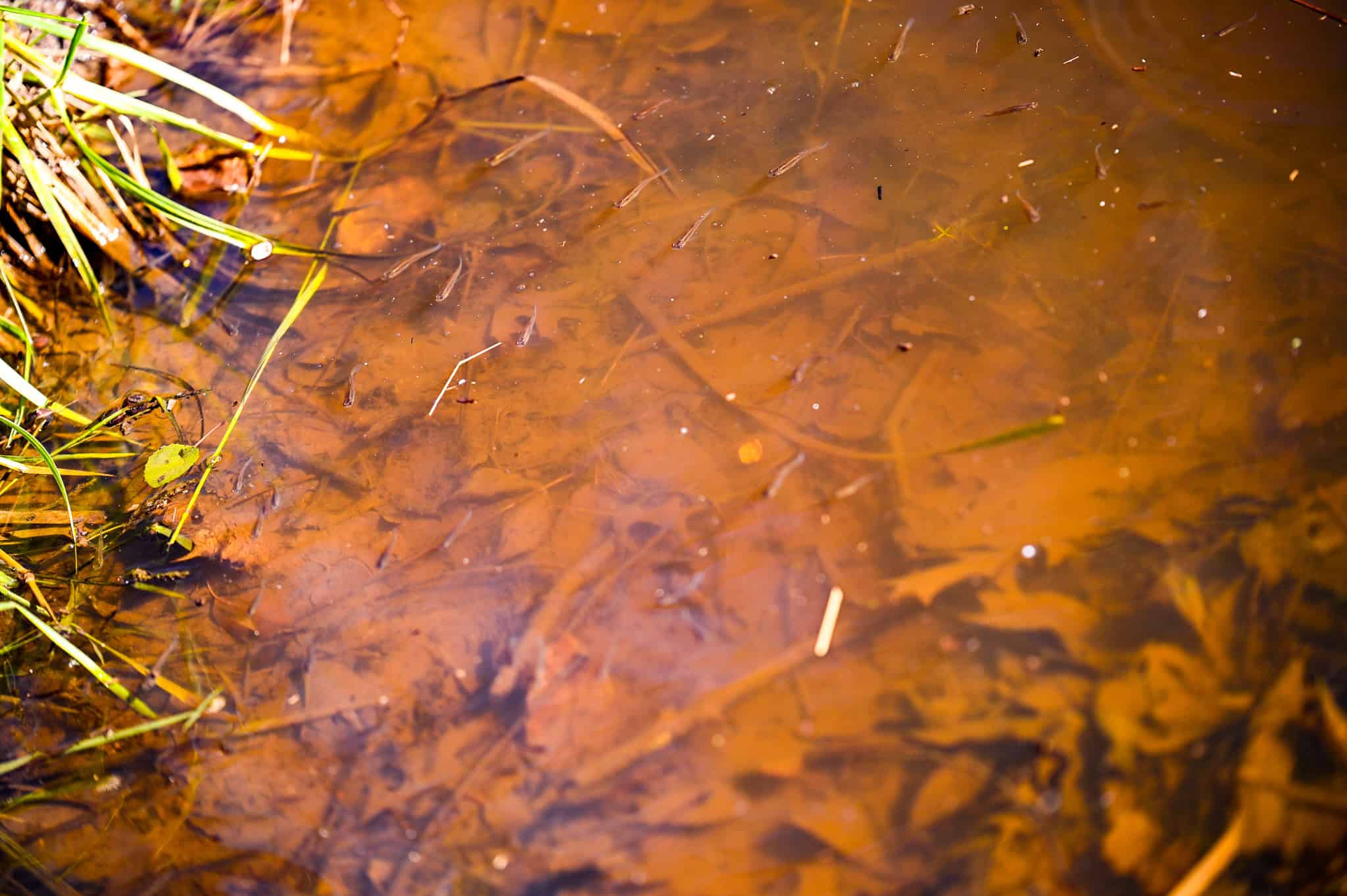 Land for Sale Barton County, MO