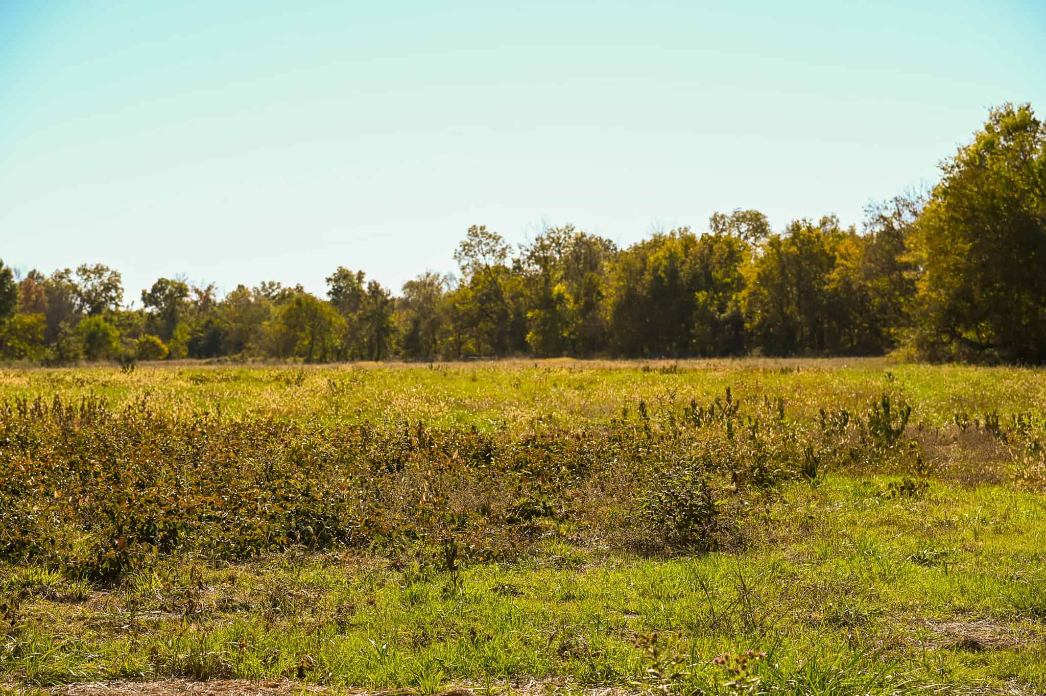 Land for Sale Barton County, MO
