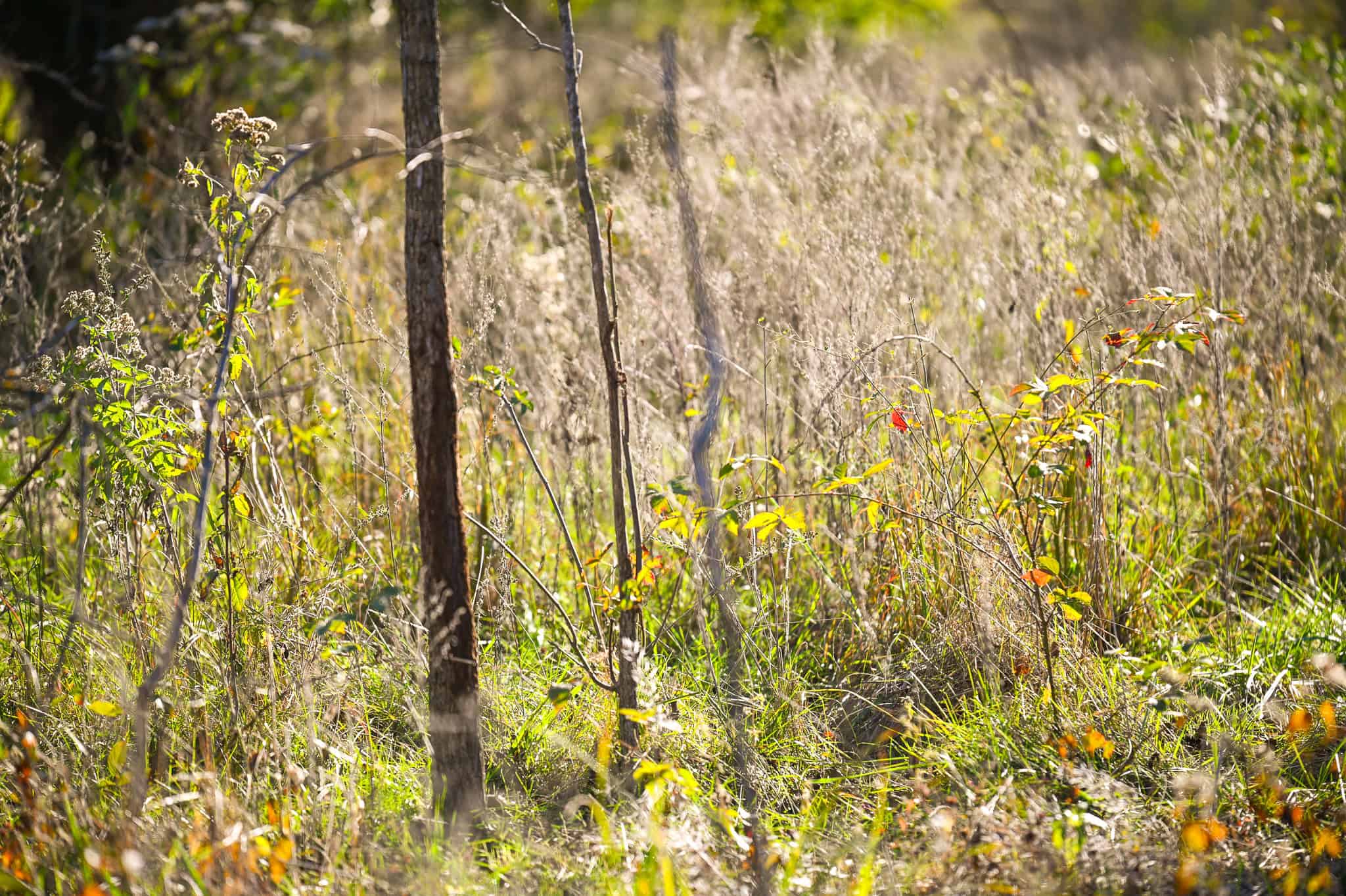 Land for Sale Barton County, MO