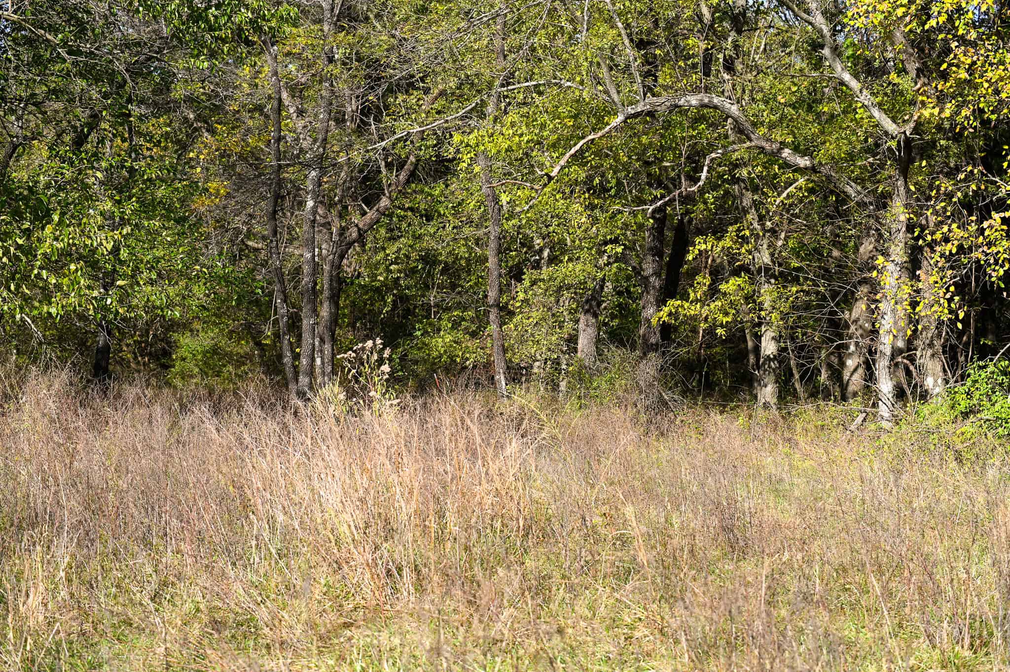 Land for Sale Barton County, MO