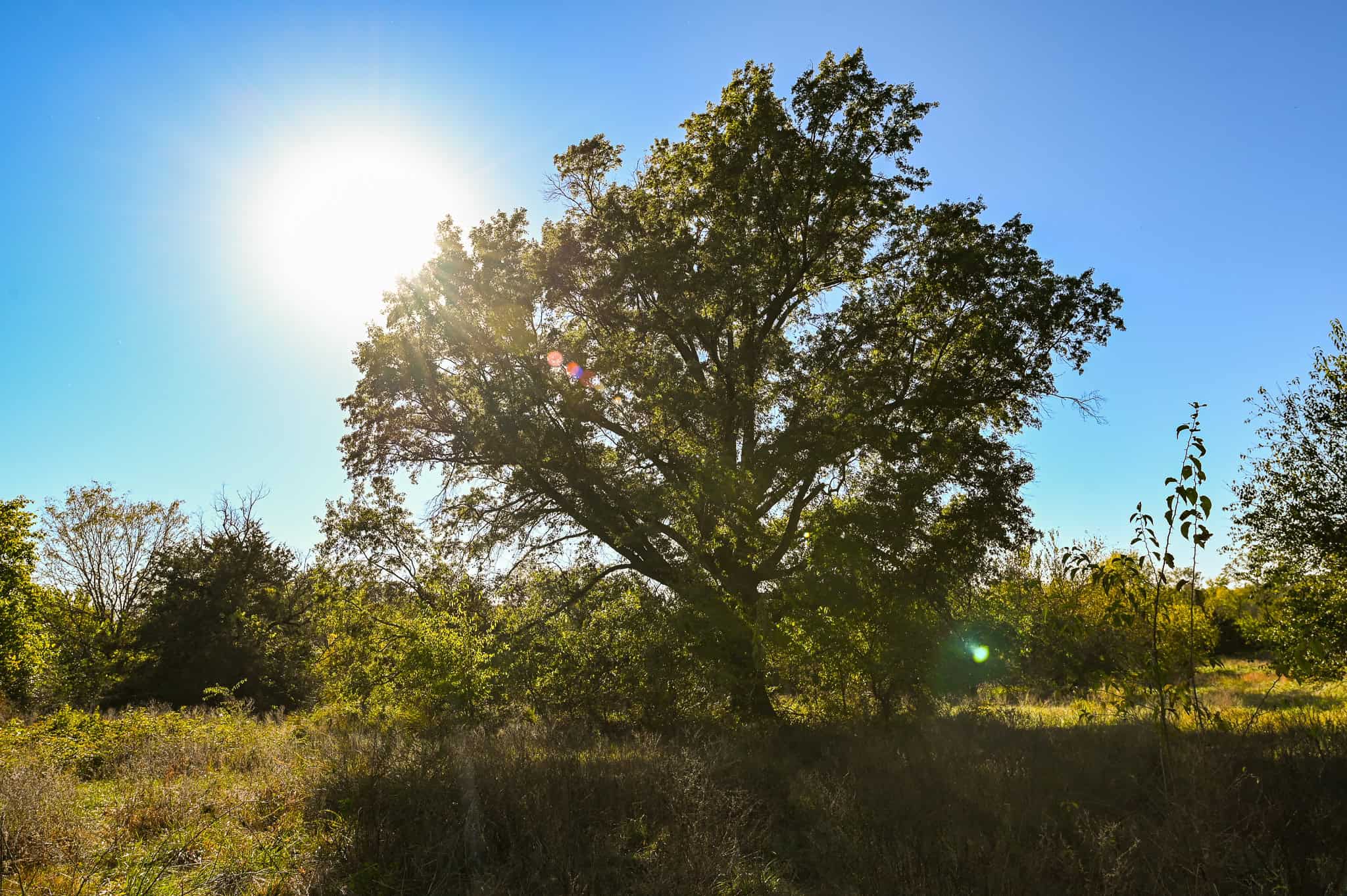 Land for Sale Barton County, MO