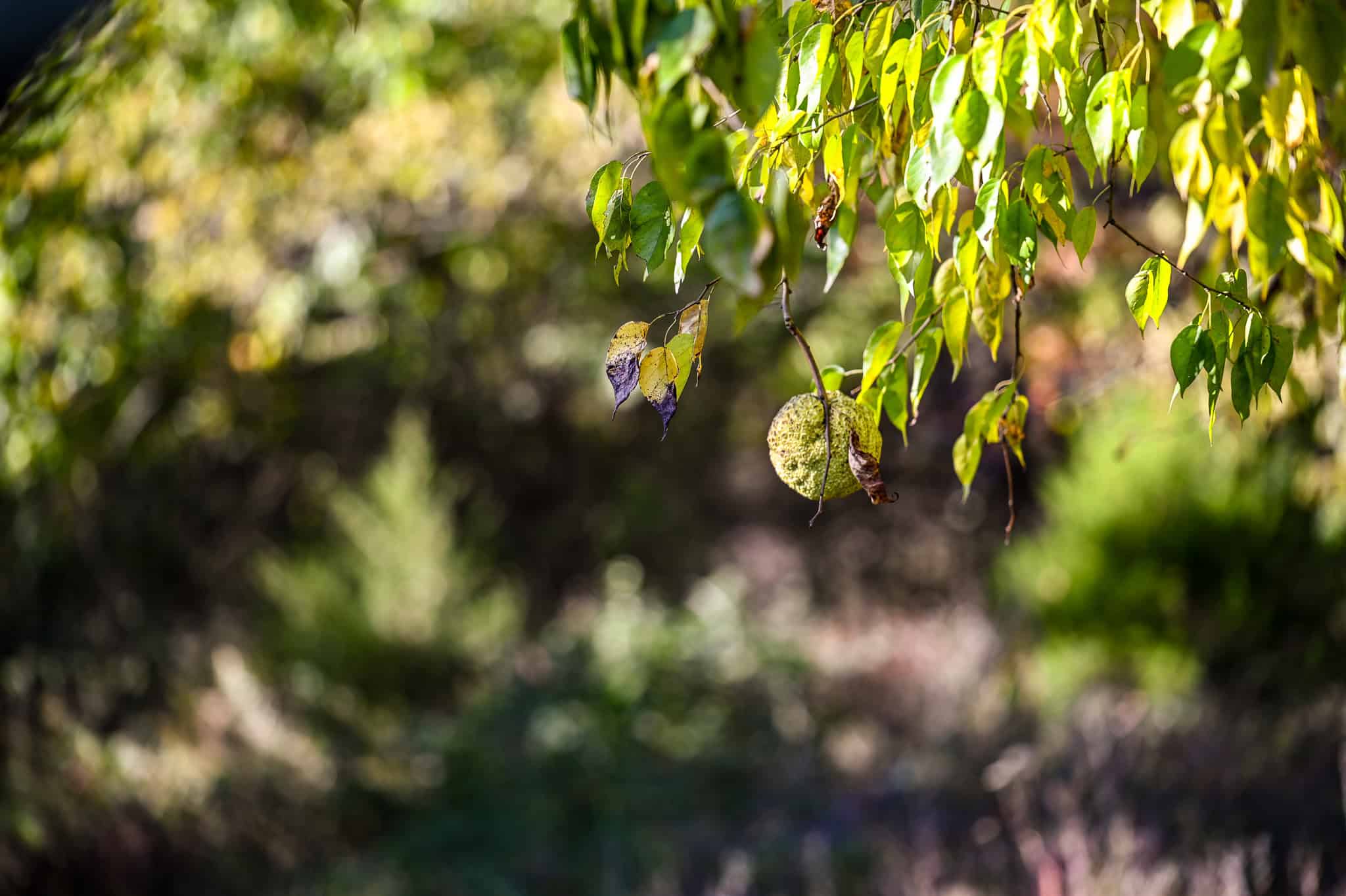 Land for Sale Barton County, MO